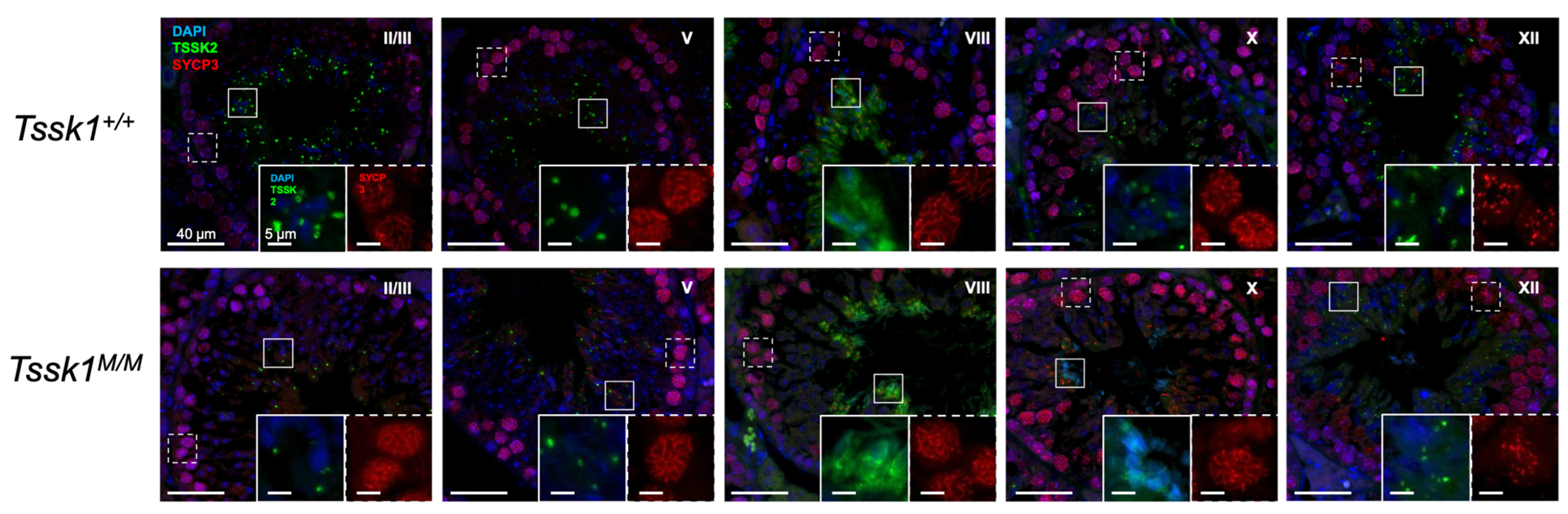 Biomolecules 15 00601 g007
