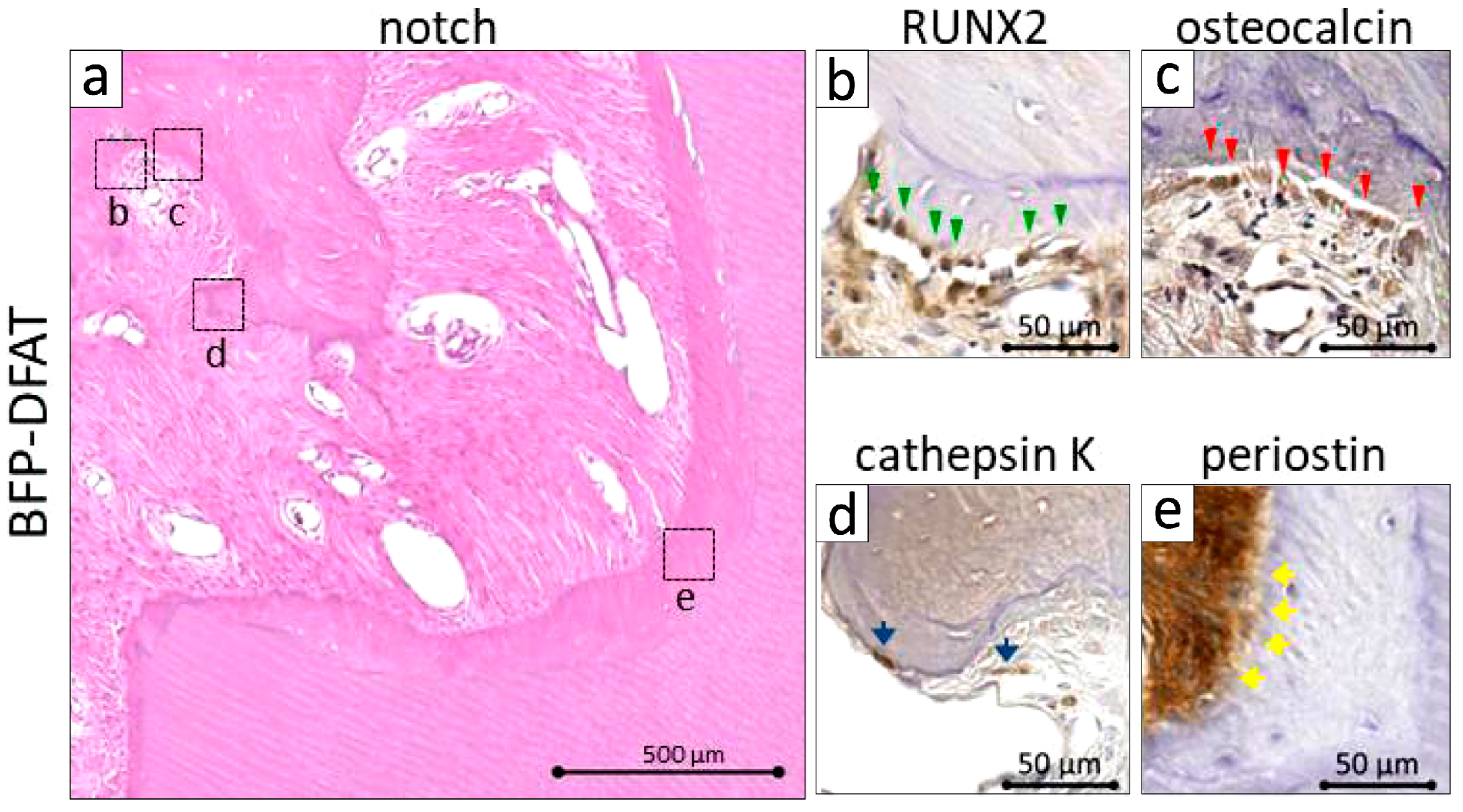Biomolecules 15 00604 g008