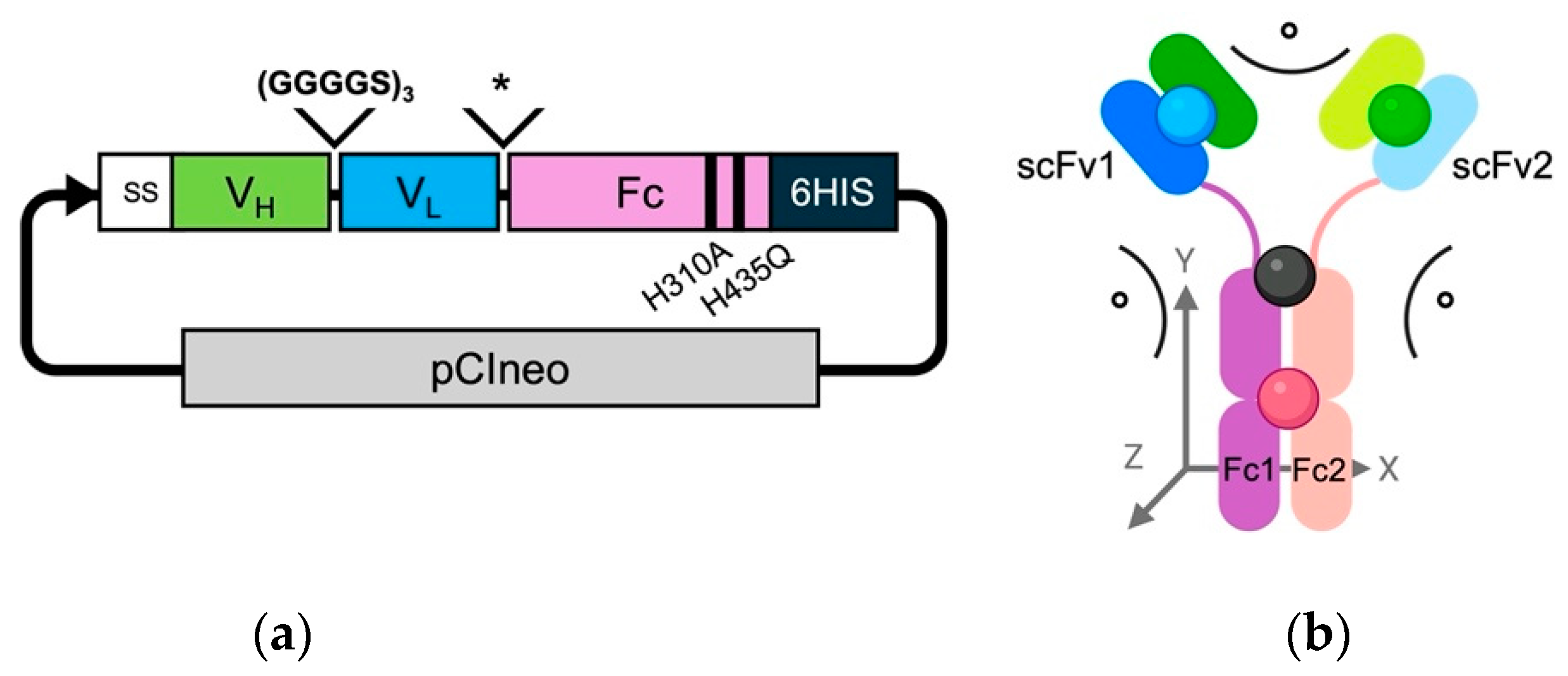 Biomolecules 15 00606 g001