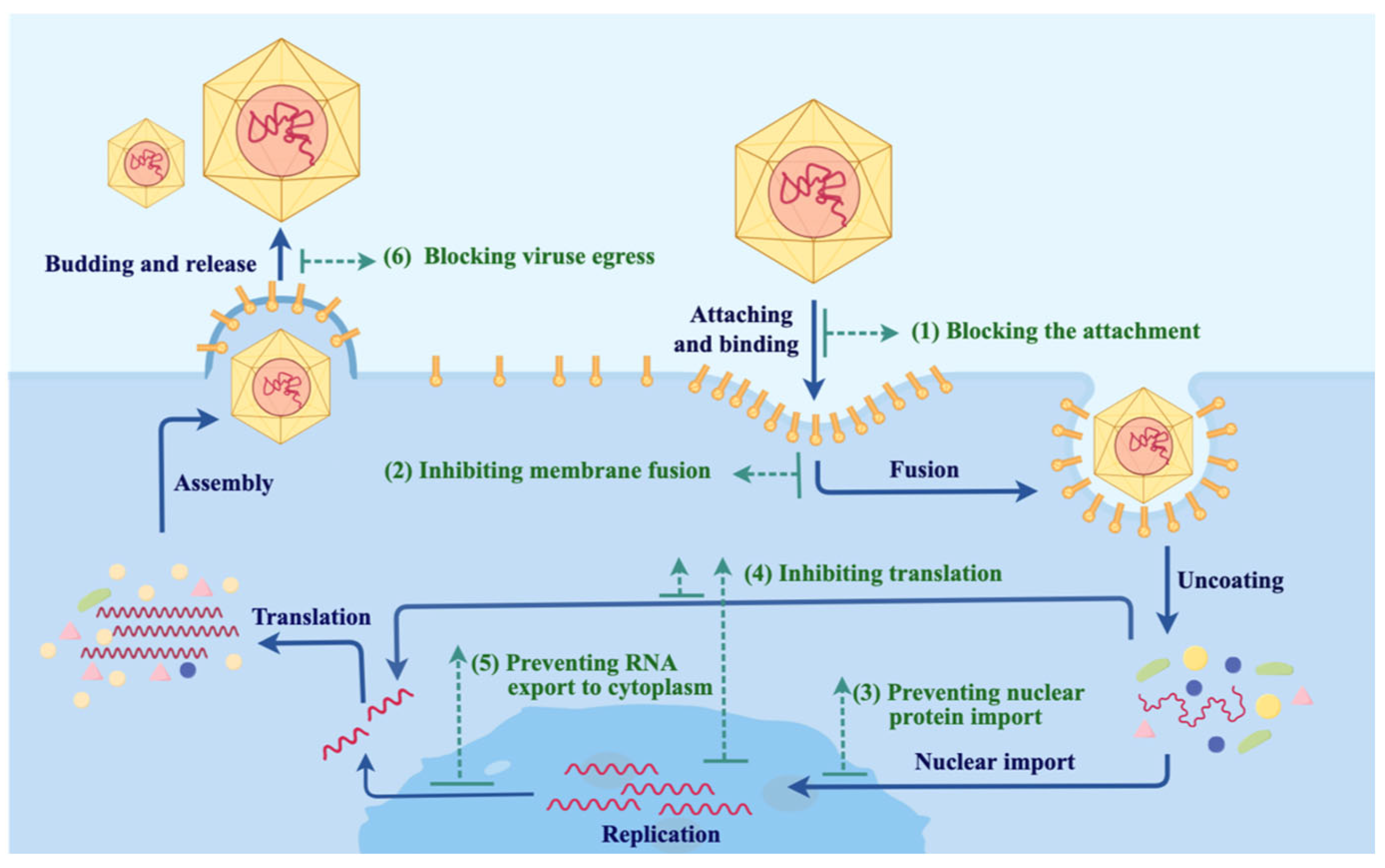 Biomolecules 15 00610 g002