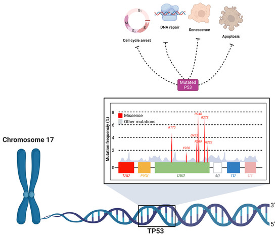 Molecular Mechanisms in the Carcinogenesis of Oral Squamous Cell ...