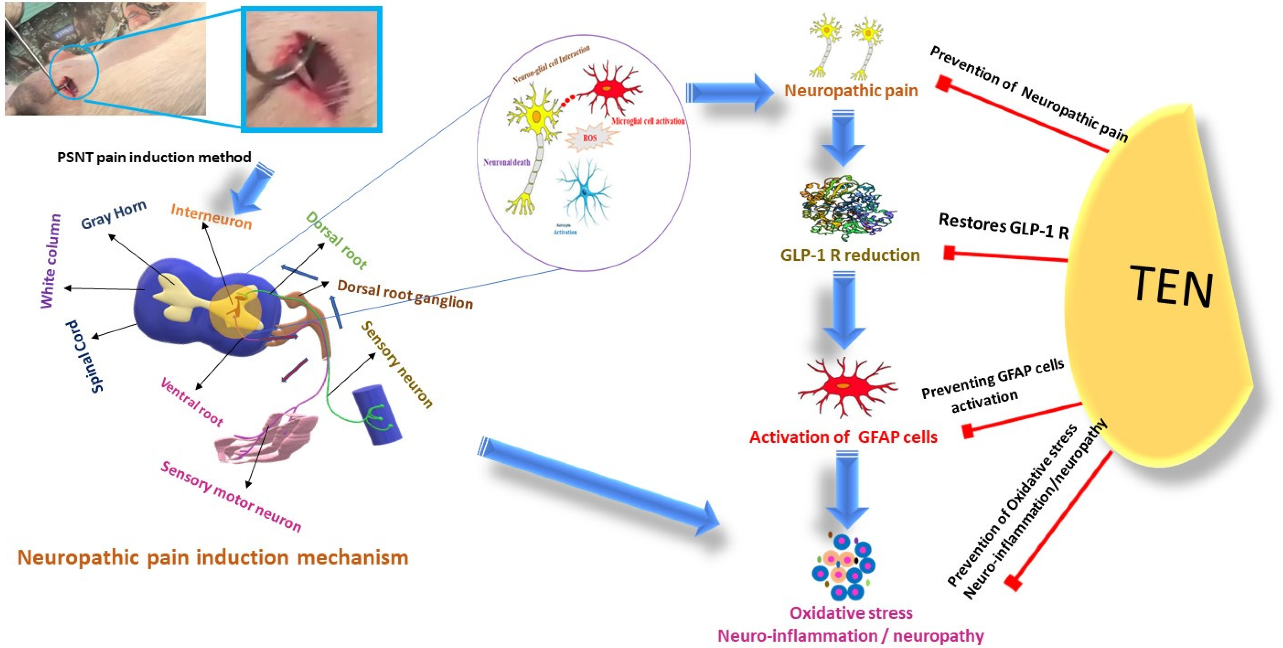Biomolecules 15 00622 g001