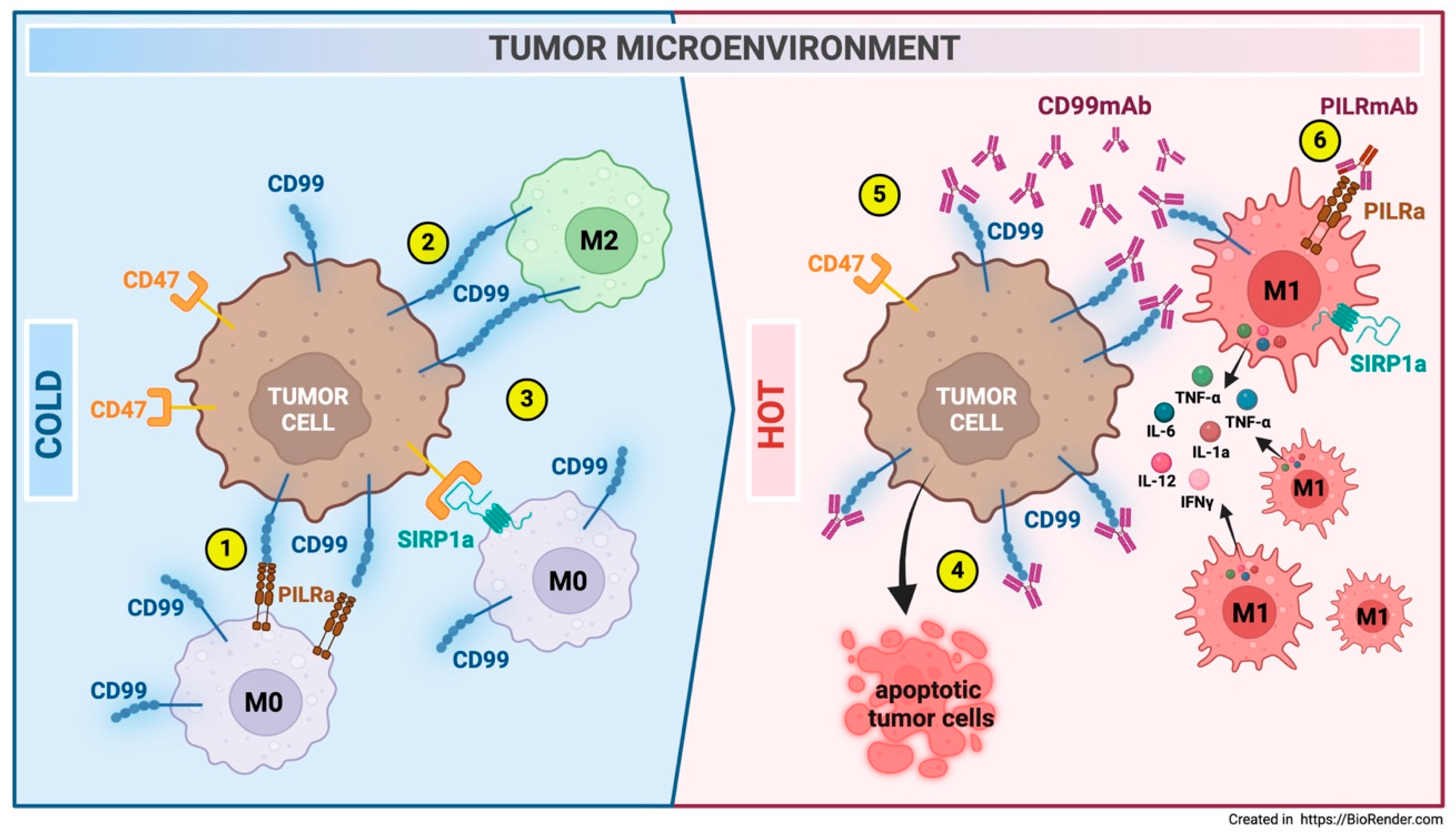 Biomolecules 15 00632 g007