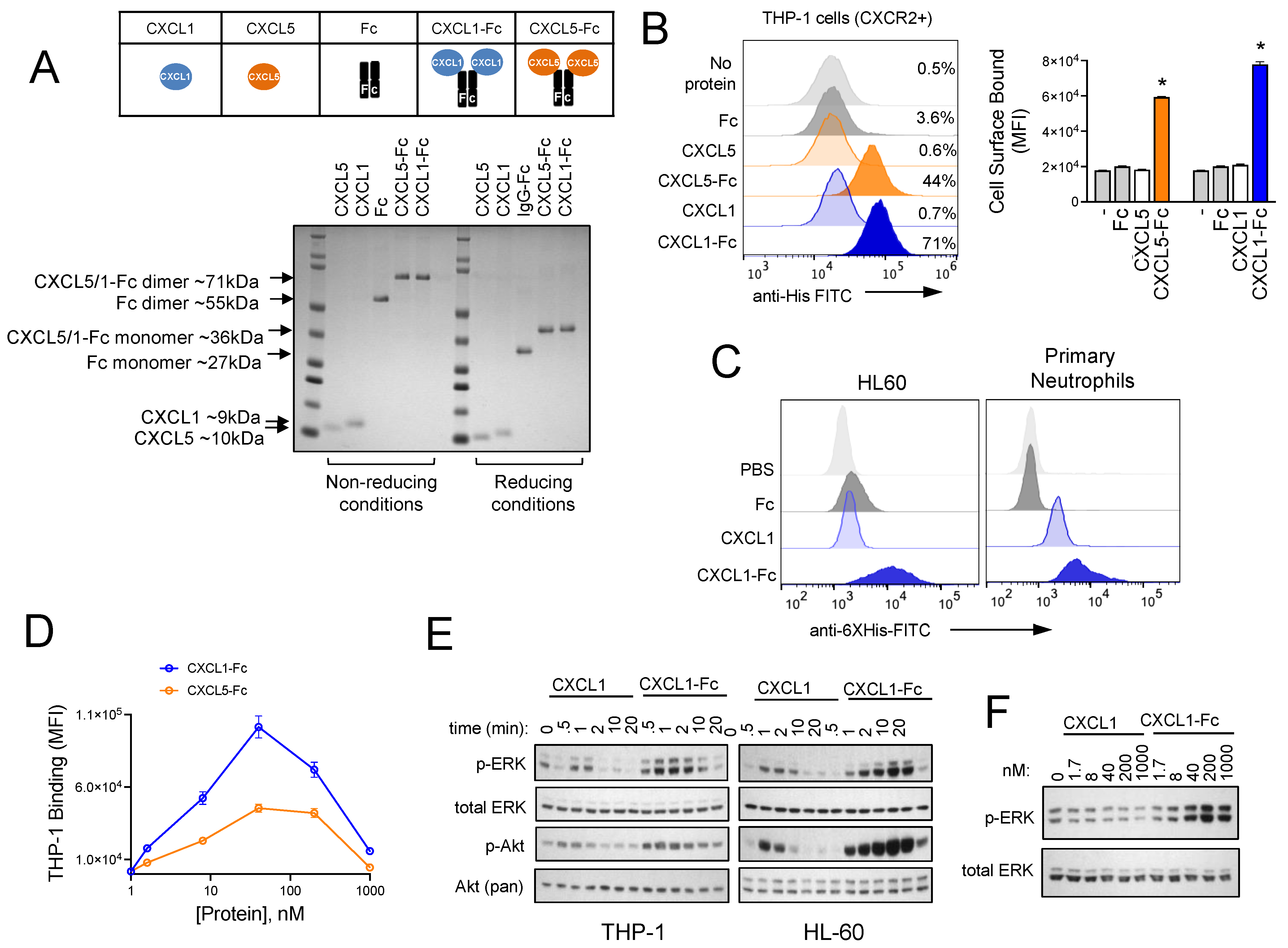 Biomolecules 15 00645 g004