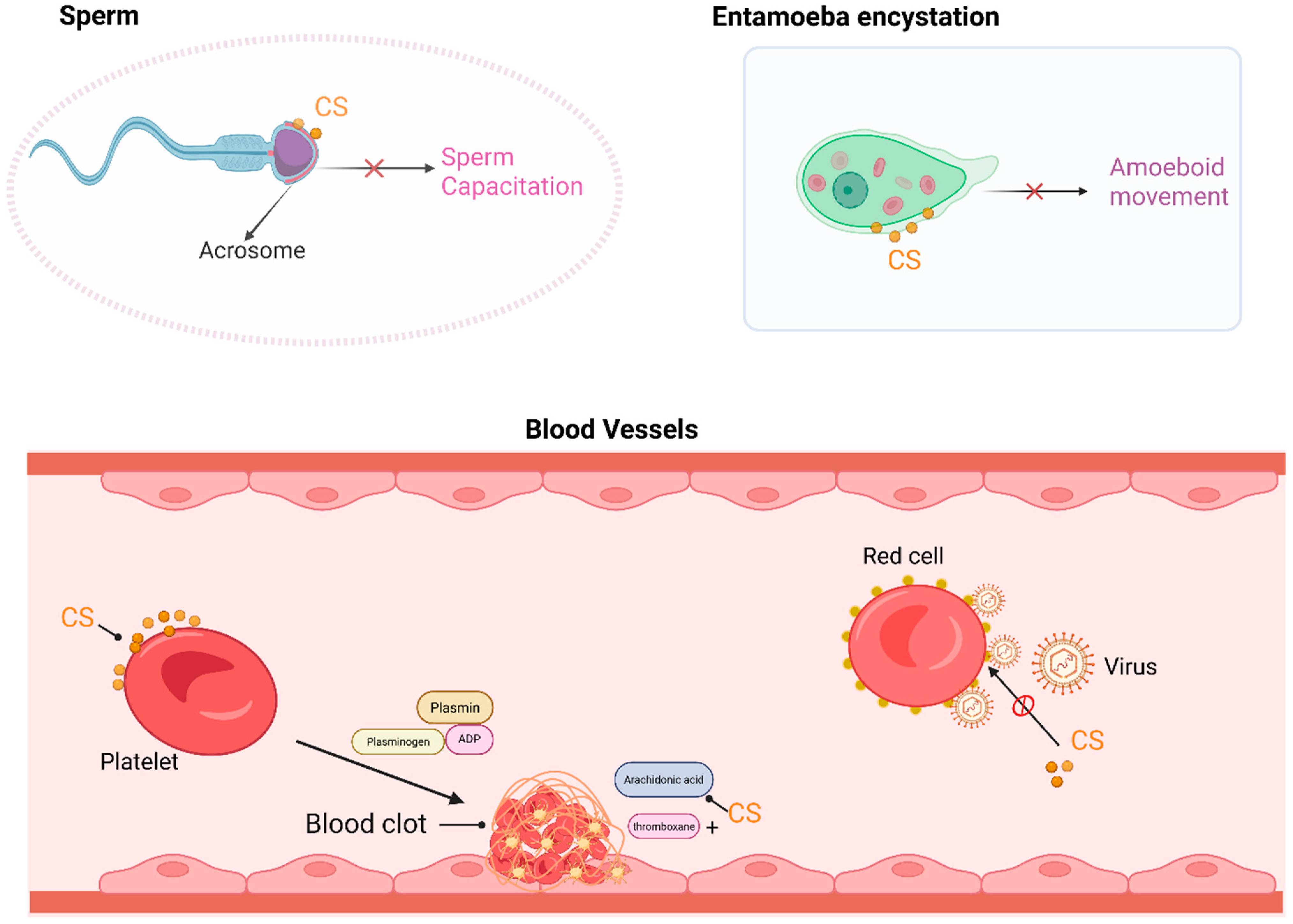 Biomolecules 15 00646 g002