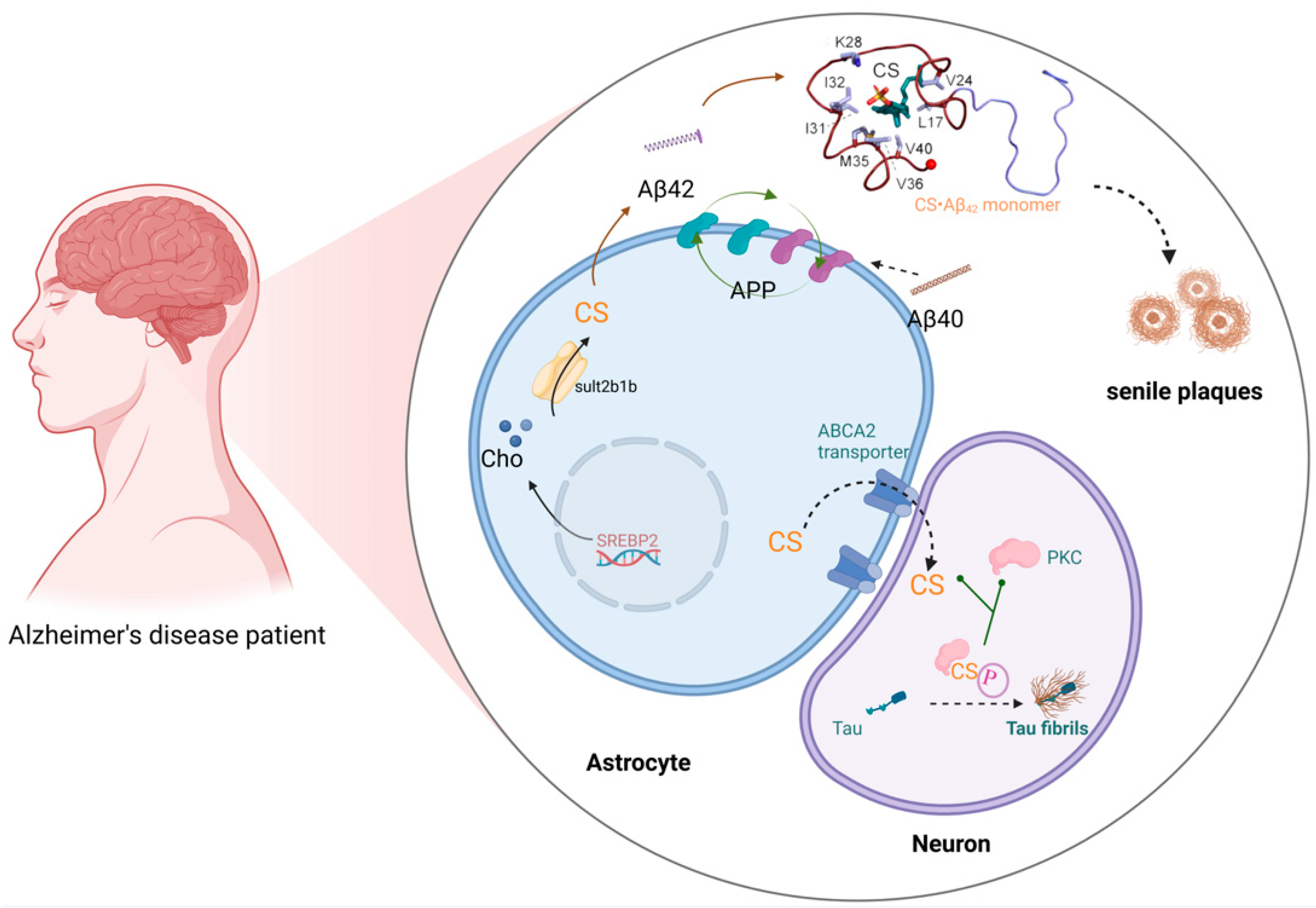 Biomolecules 15 00646 g004