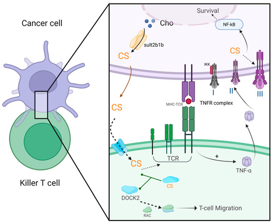Cholesterol Sulfate: Pathophysiological Implications and