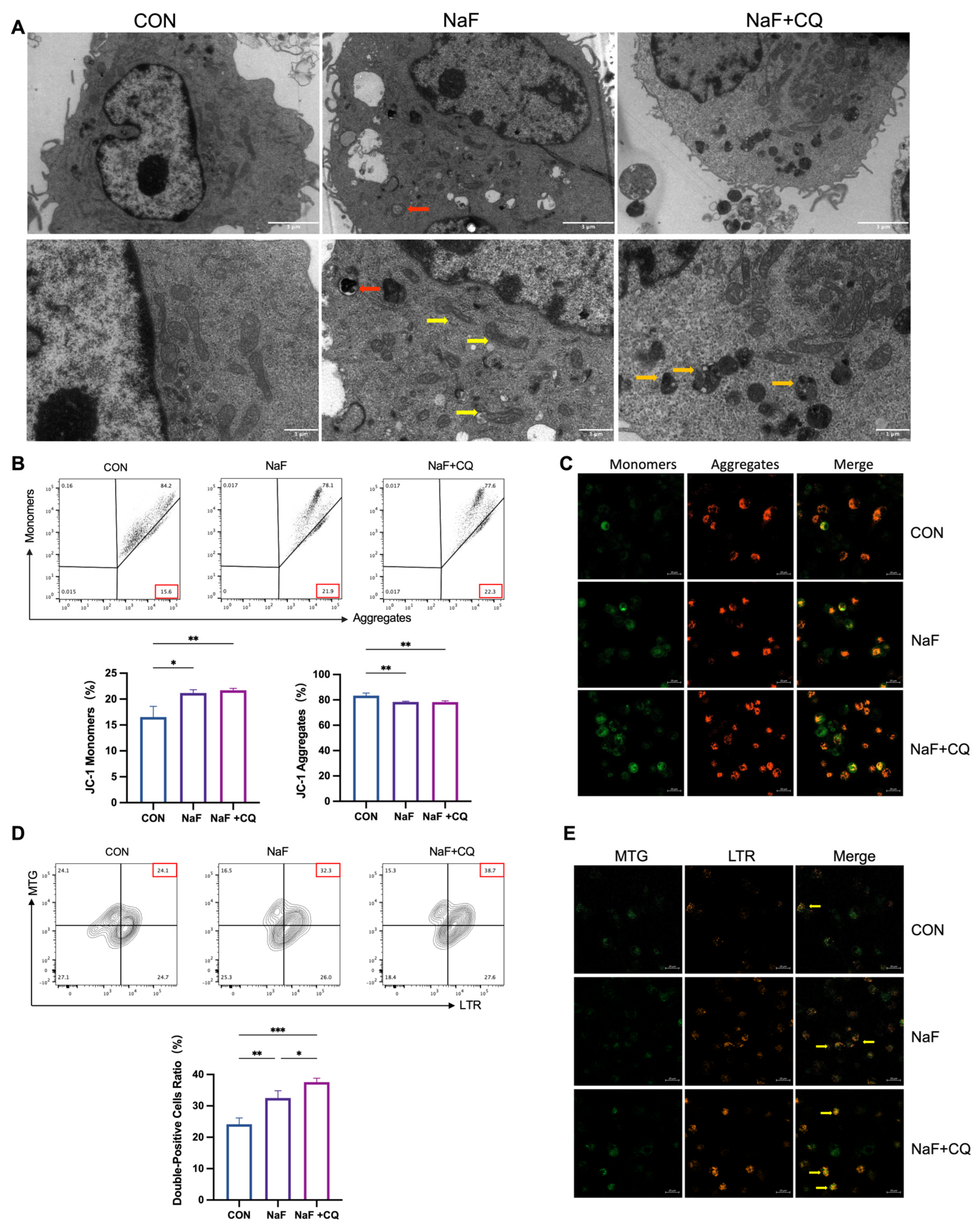 Biomolecules 15 00647 g006