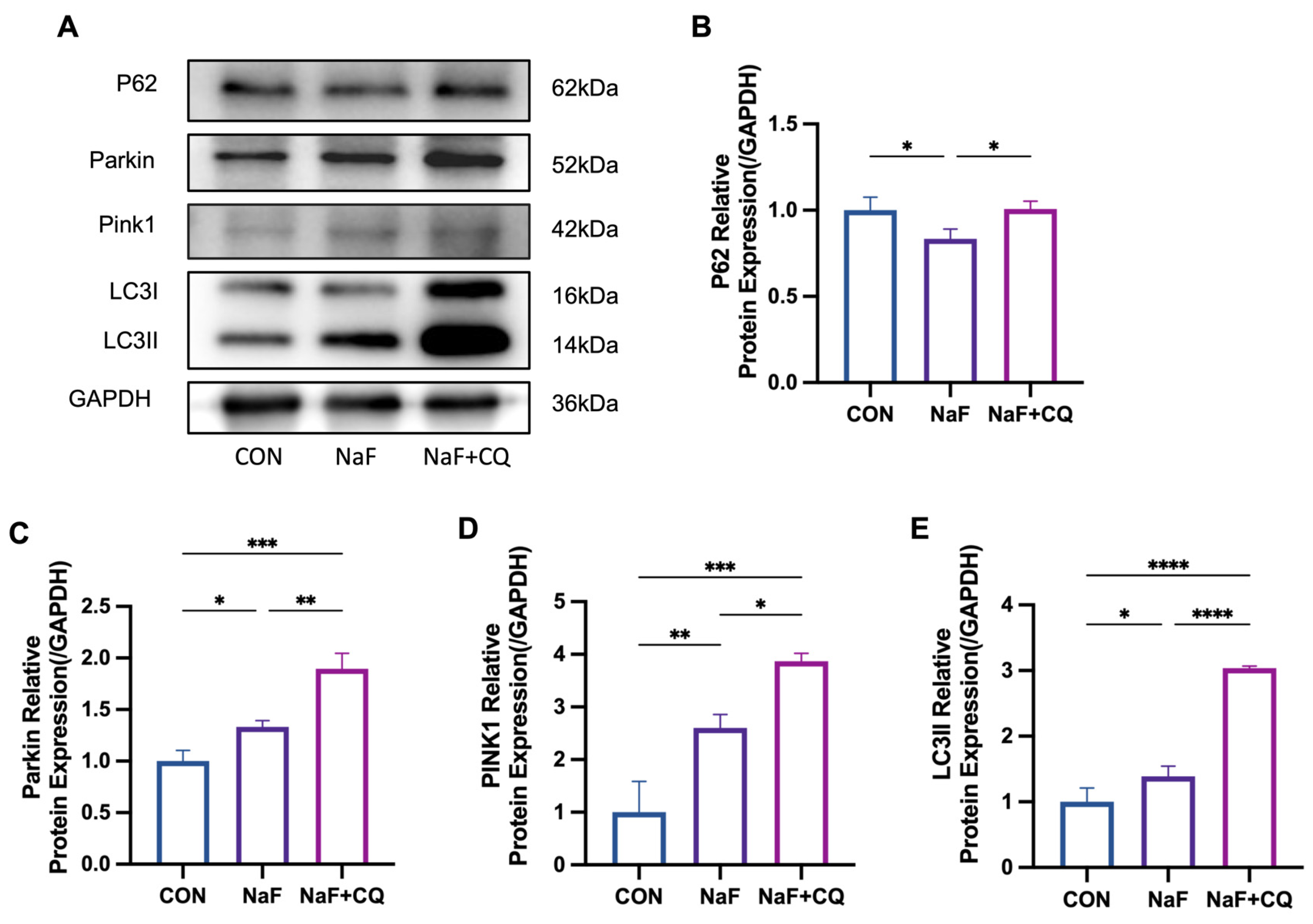 Biomolecules 15 00647 g007