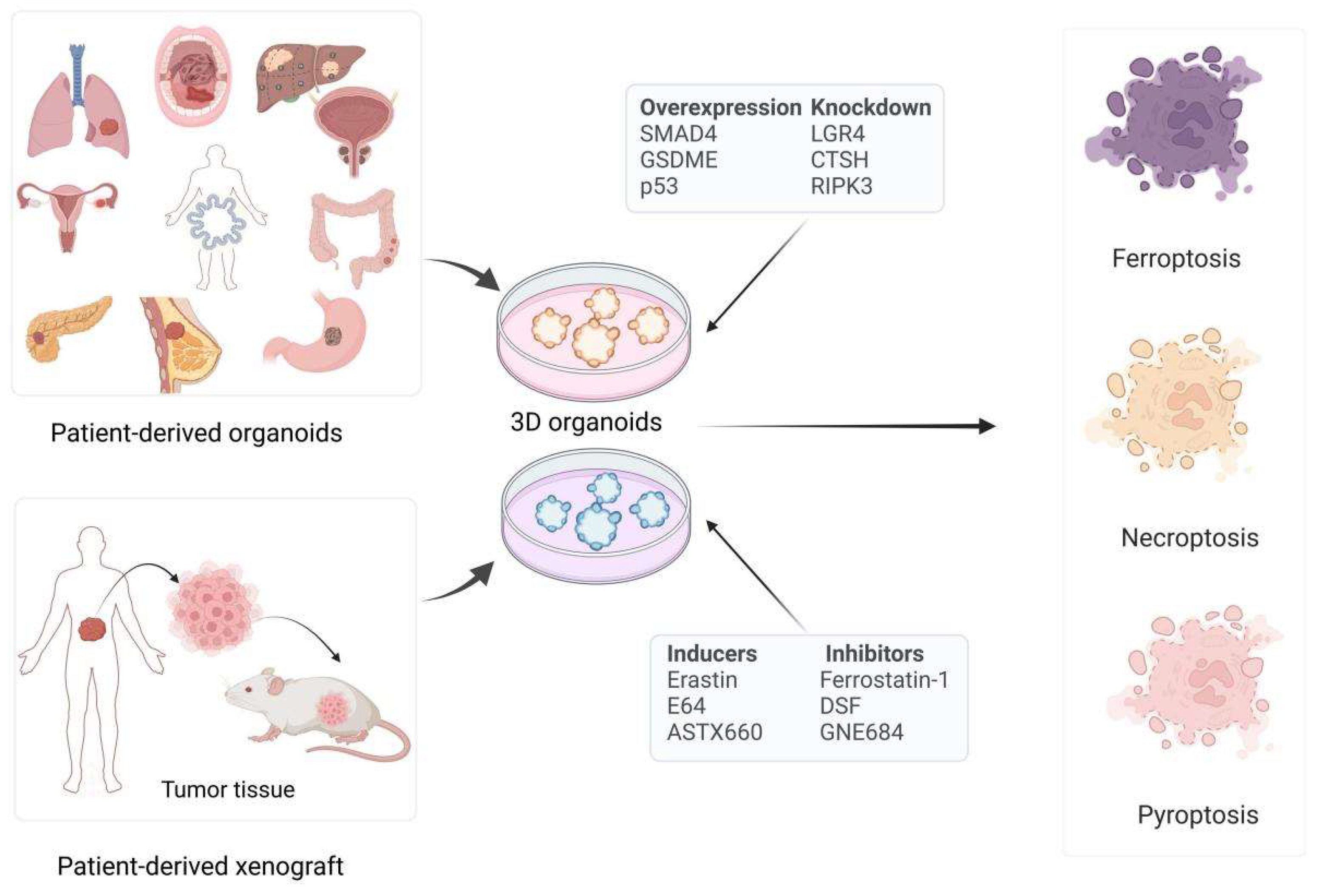 Biomolecules 15 00659 g001