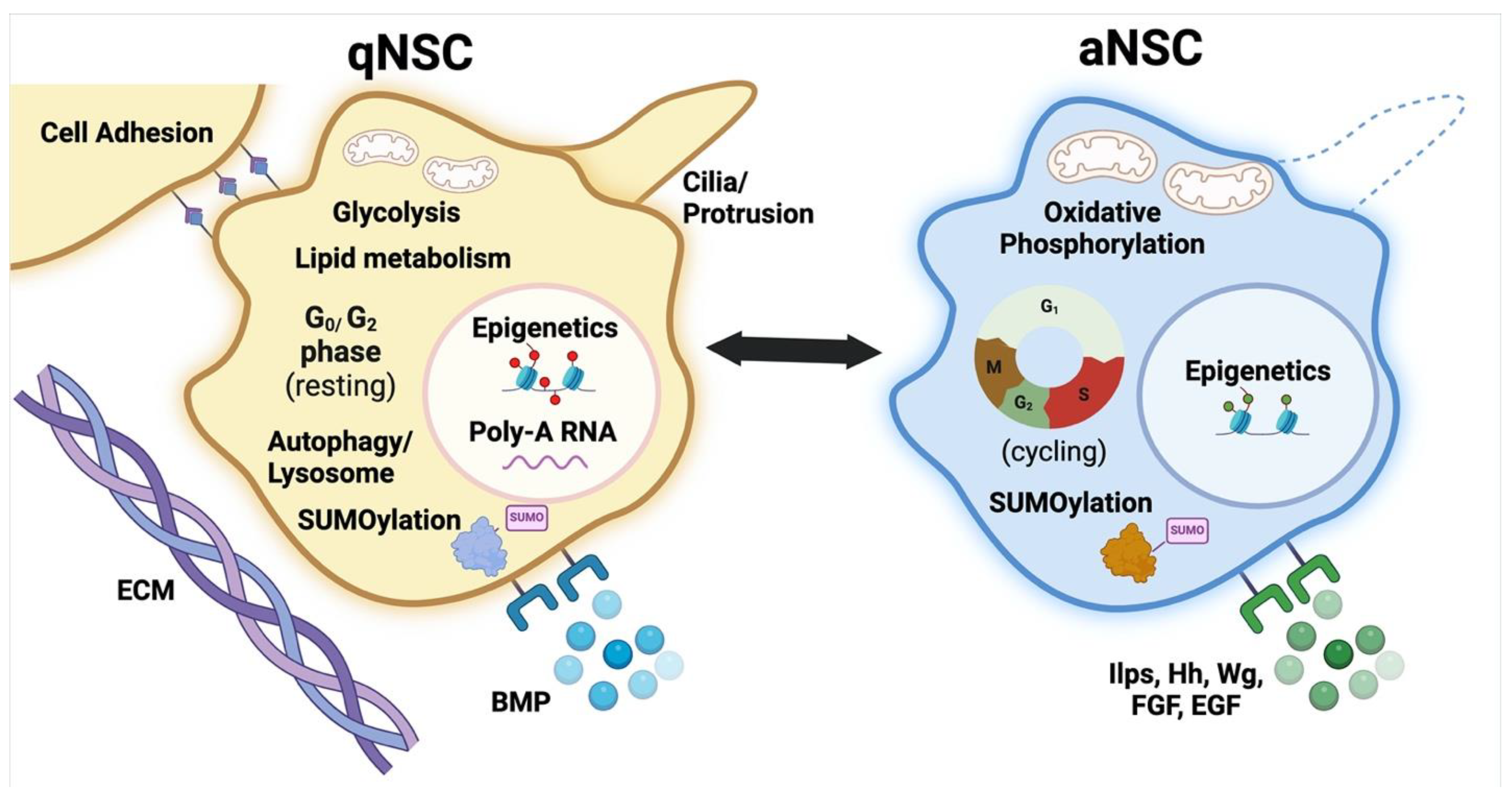 Biomolecules 15 00672 g001