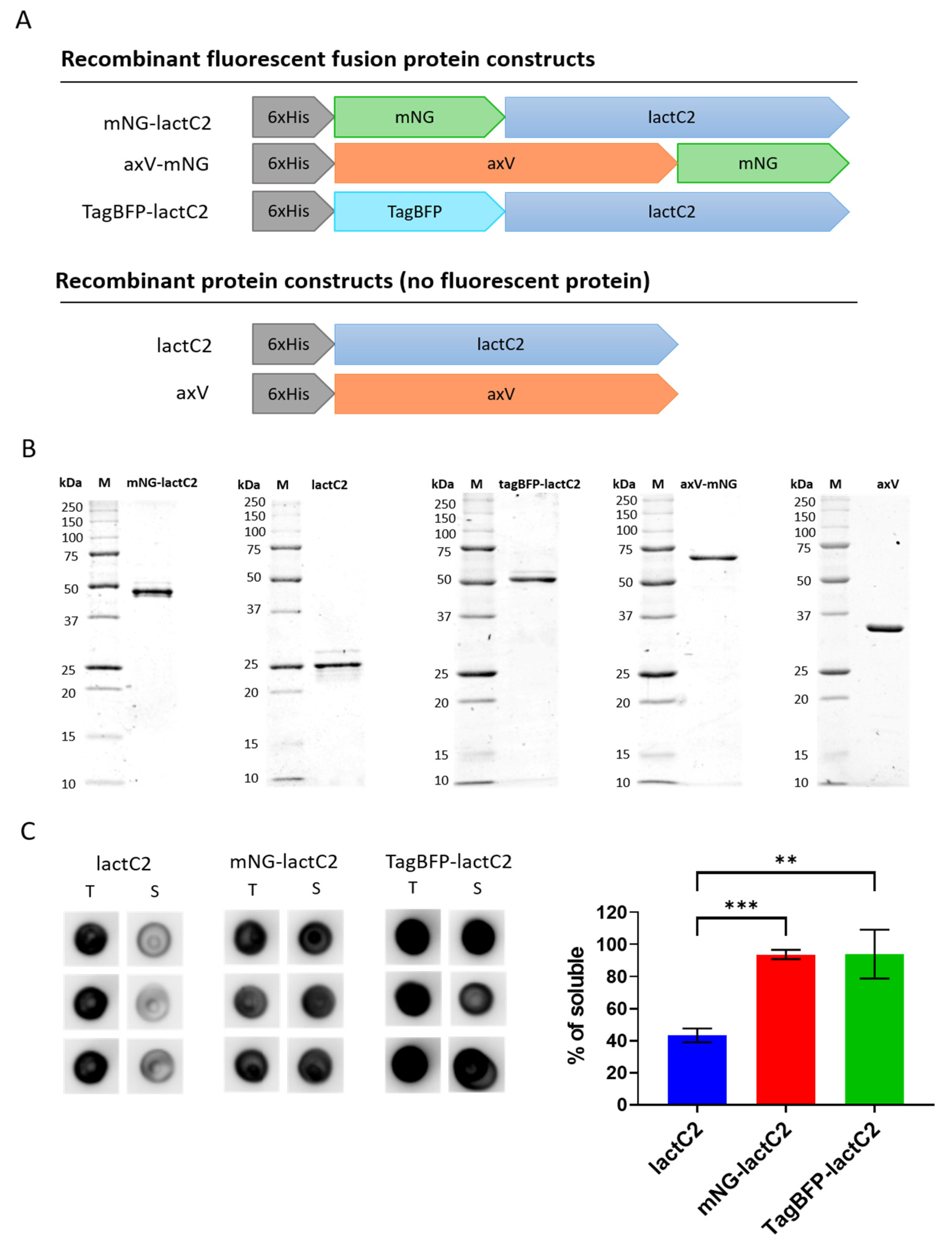 Biomolecules 15 00673 g001