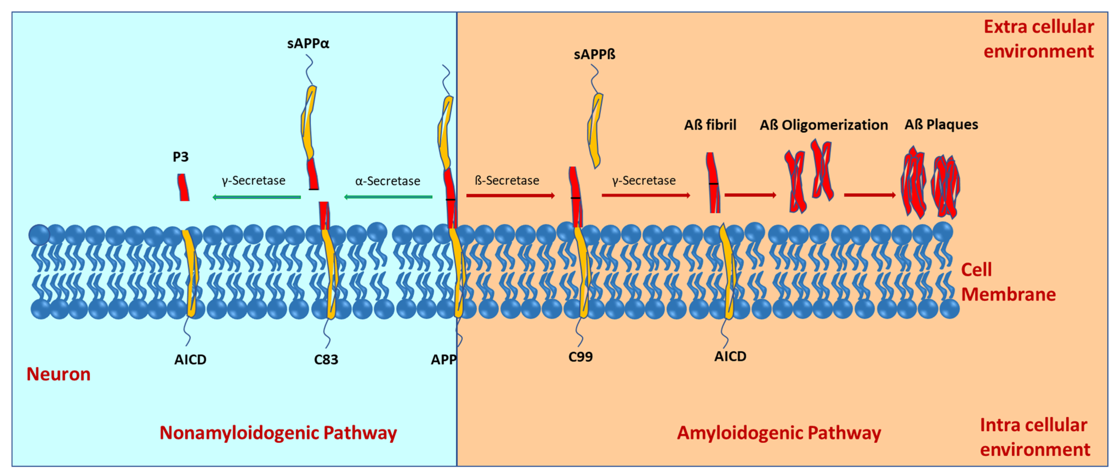 Biomolecules 15 00676 g001