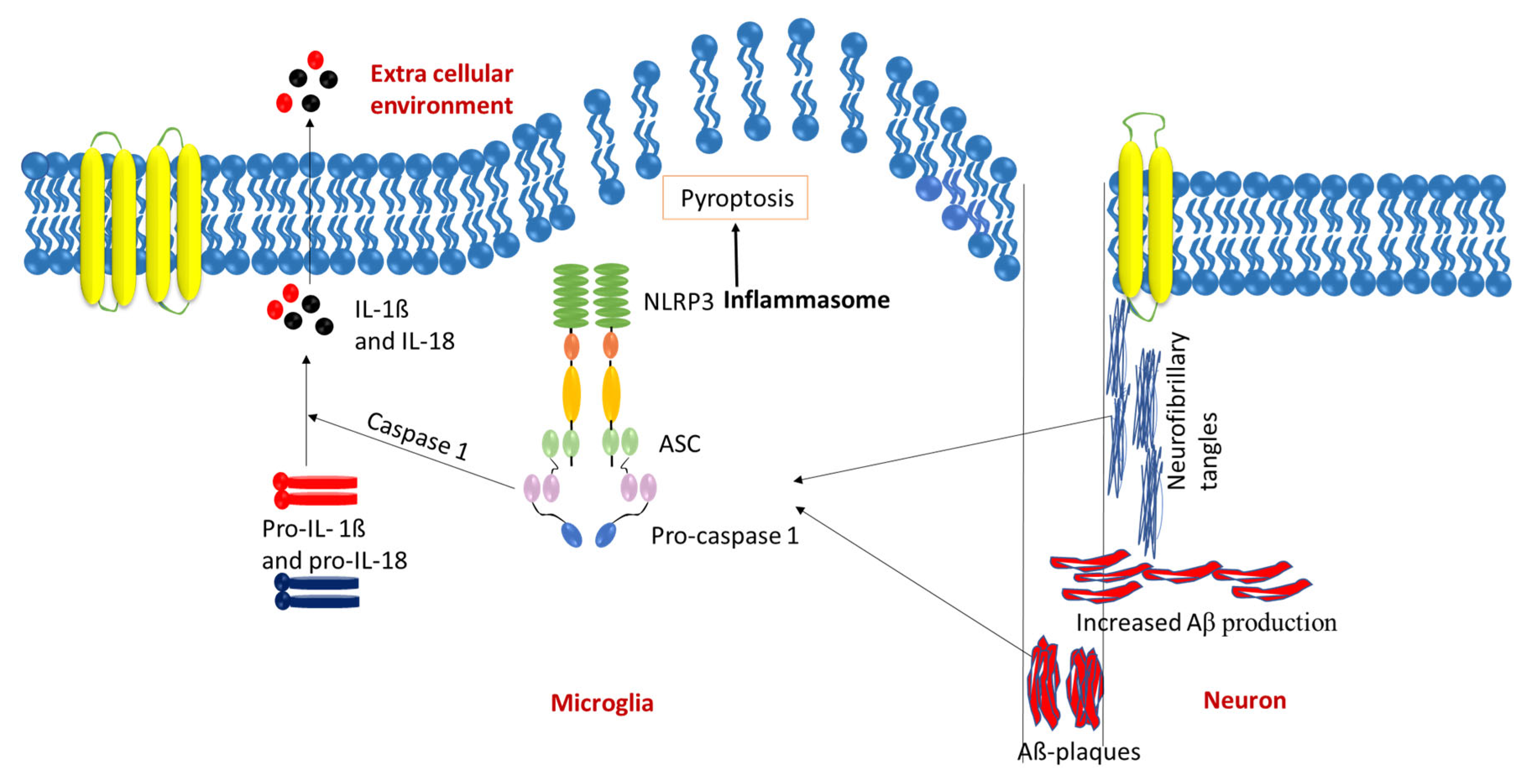 Biomolecules 15 00676 g002