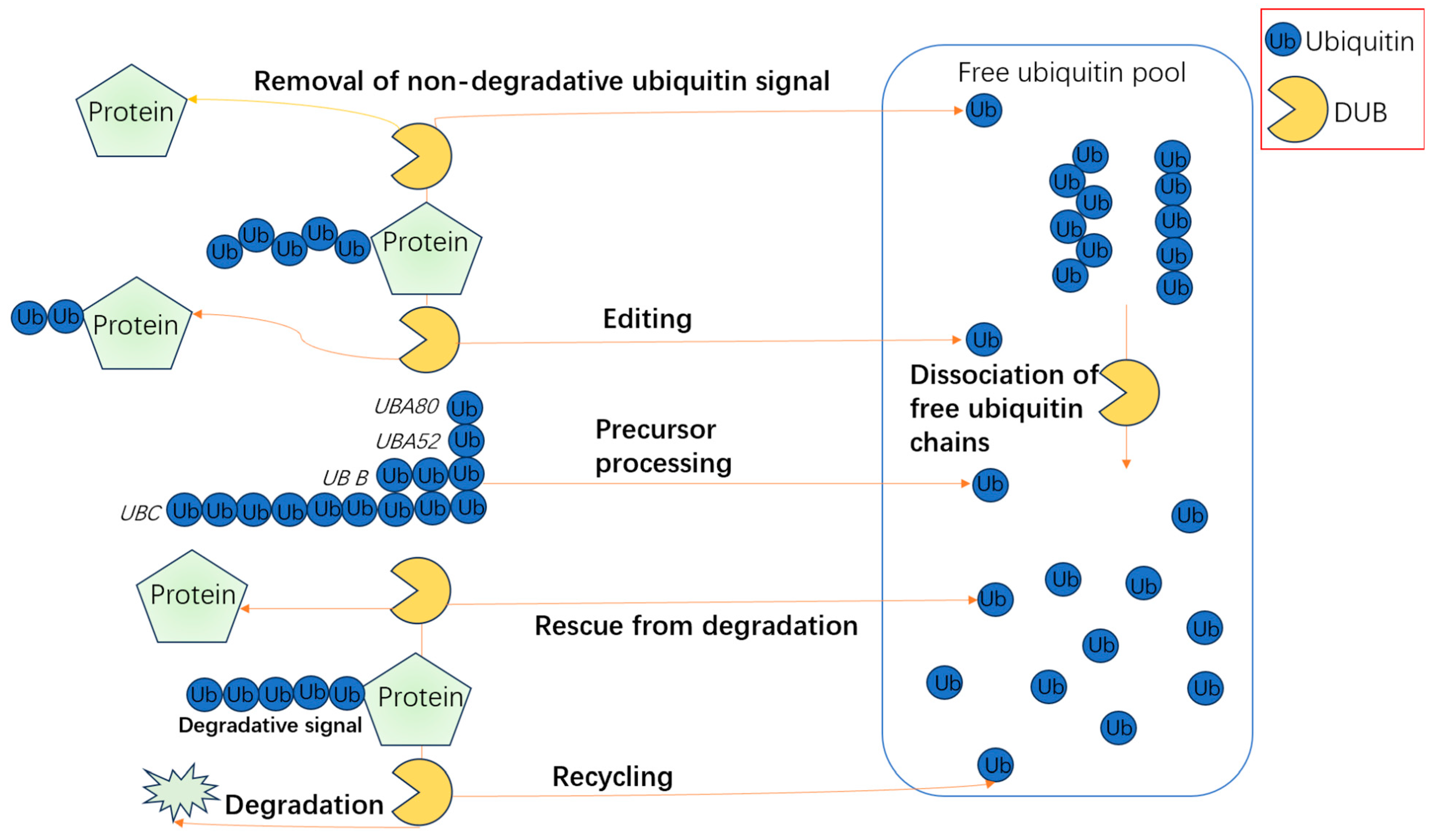 Biomolecules 15 00679 g003