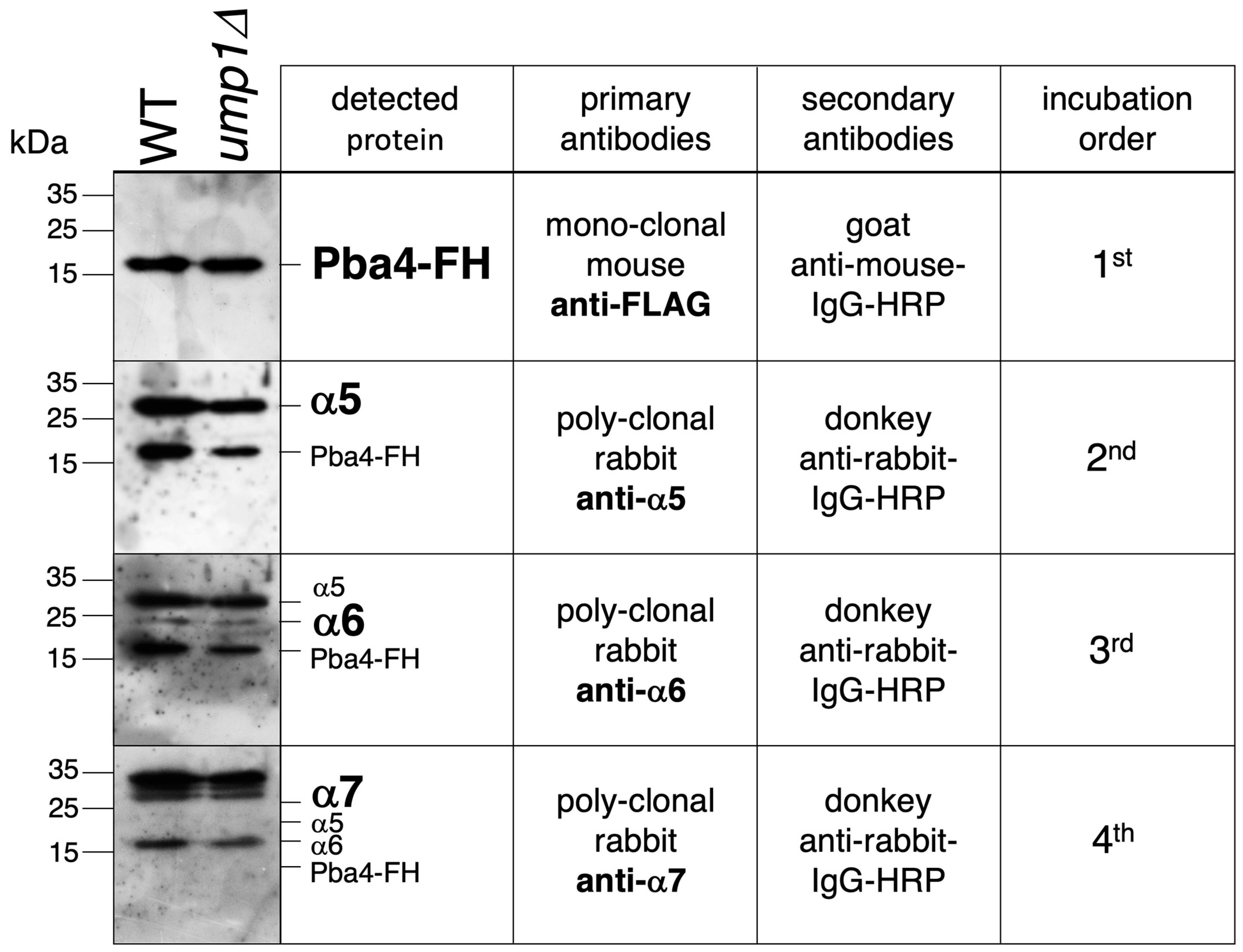 Biomolecules 15 00683 g004