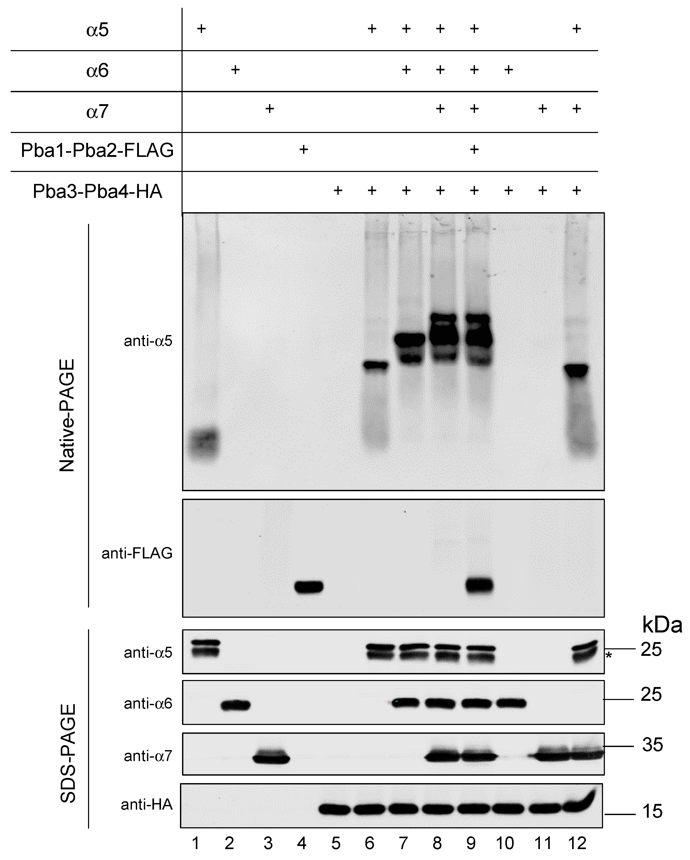 Biomolecules 15 00683 g005