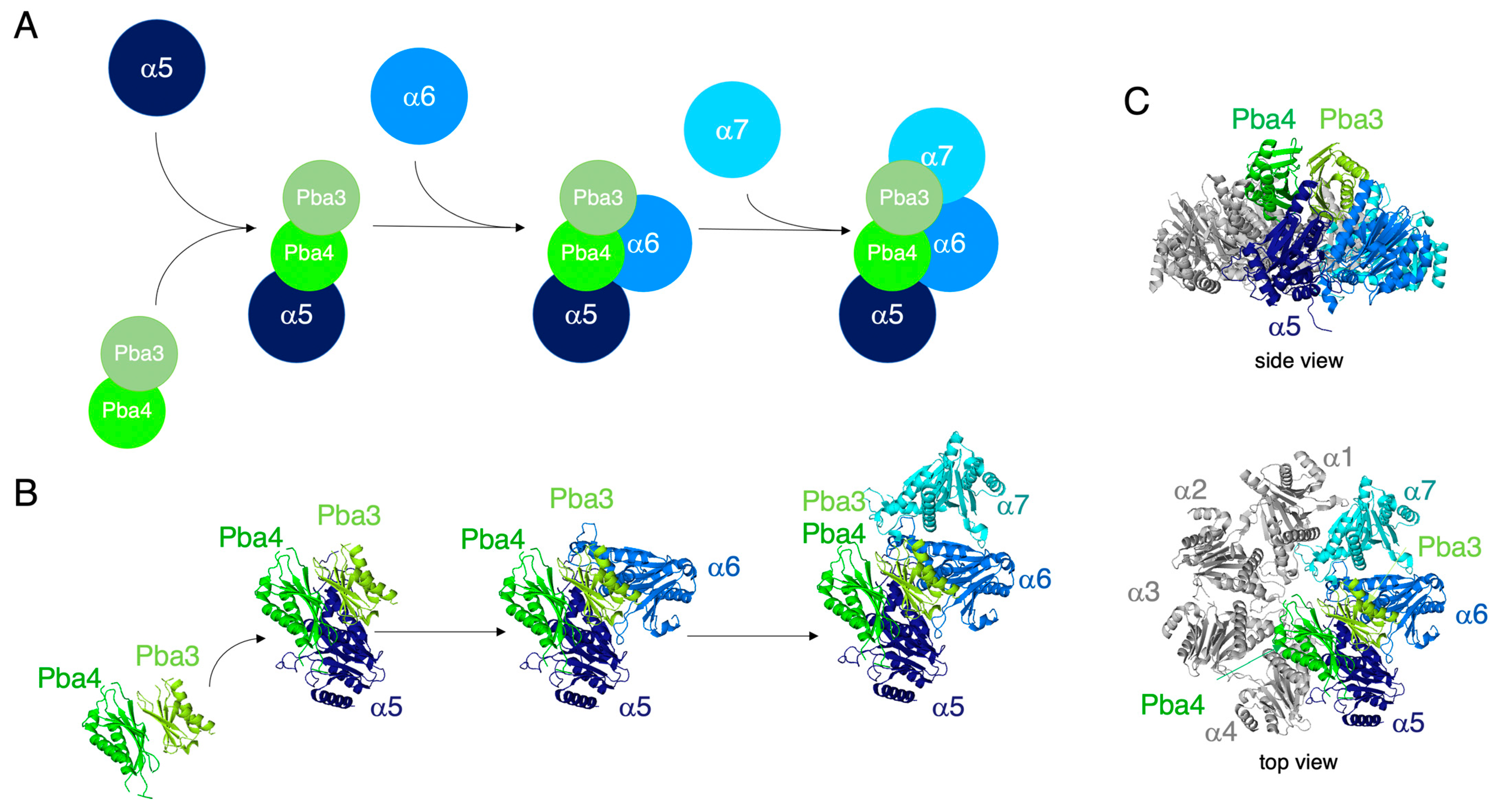 Biomolecules 15 00683 g006