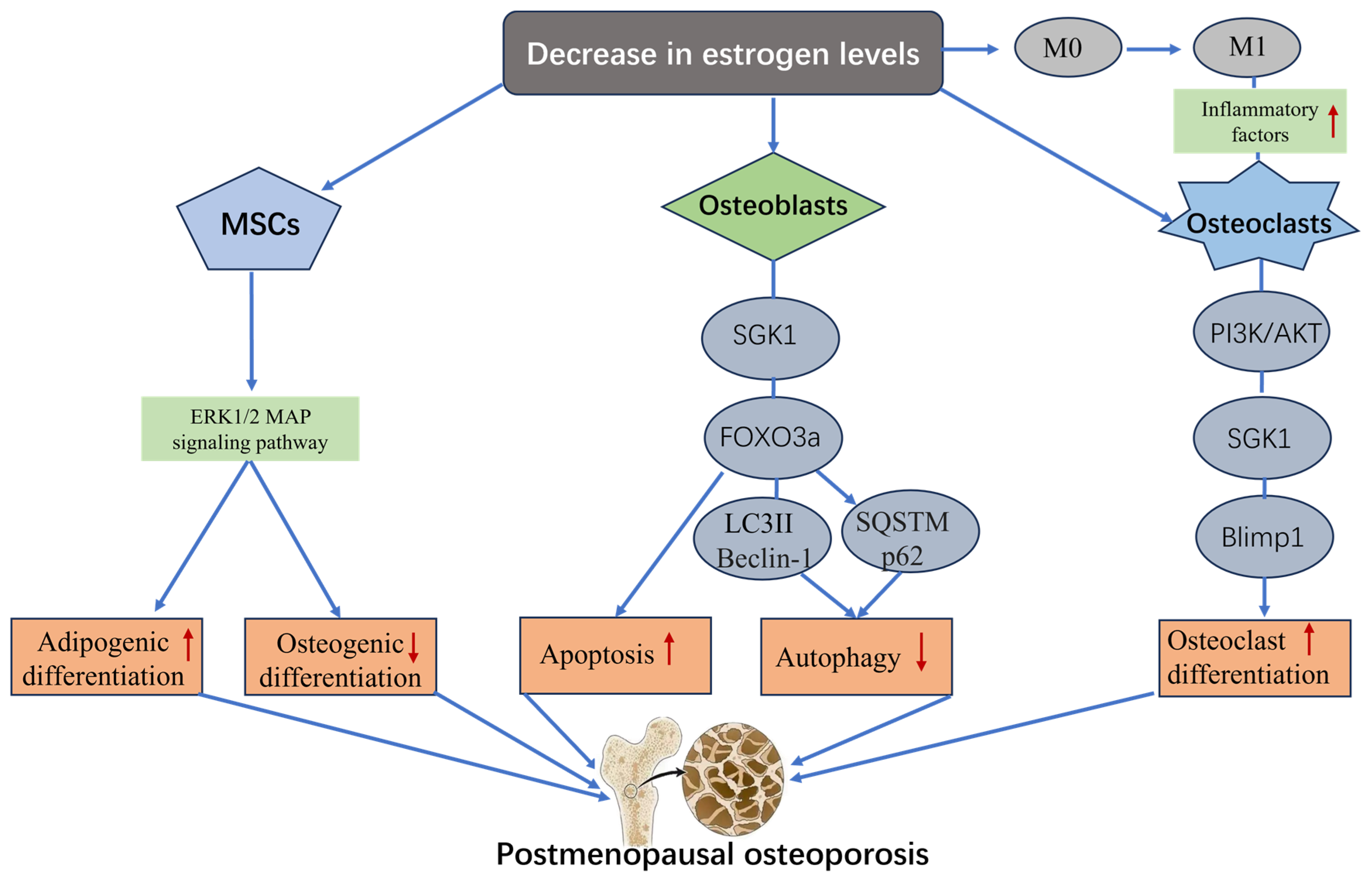 Biomolecules 15 00686 g003