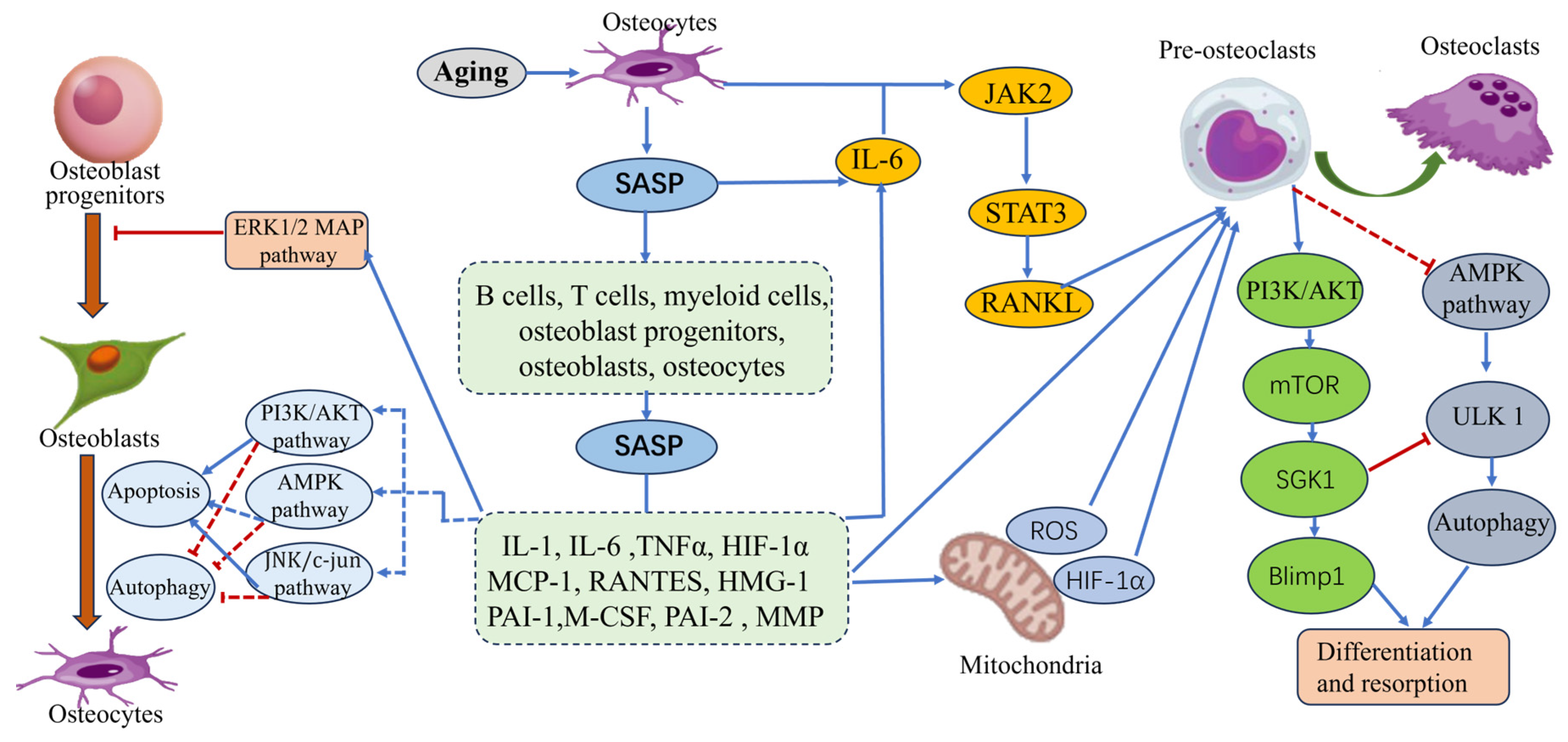 Biomolecules 15 00686 g004