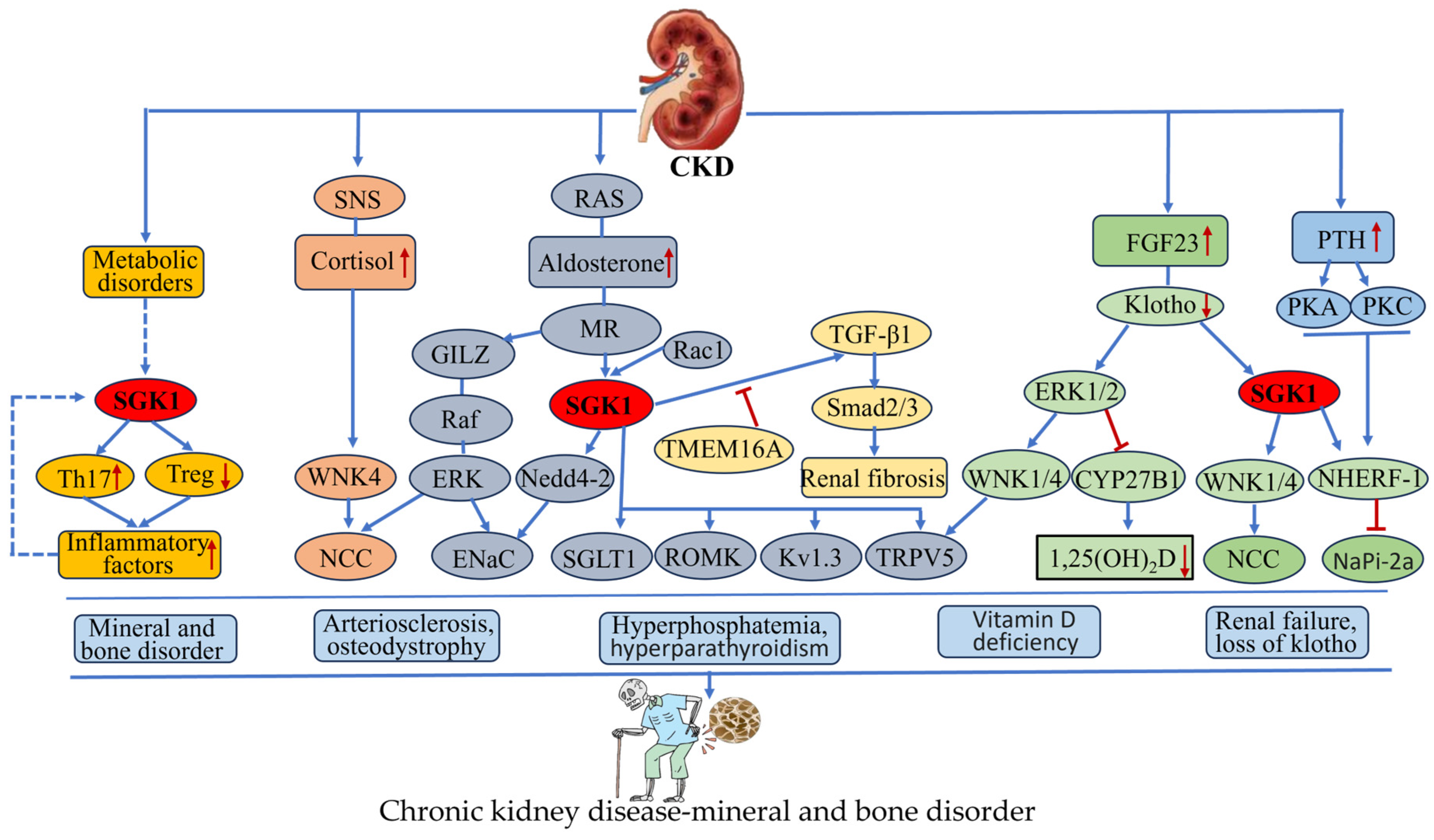 Biomolecules 15 00686 g006