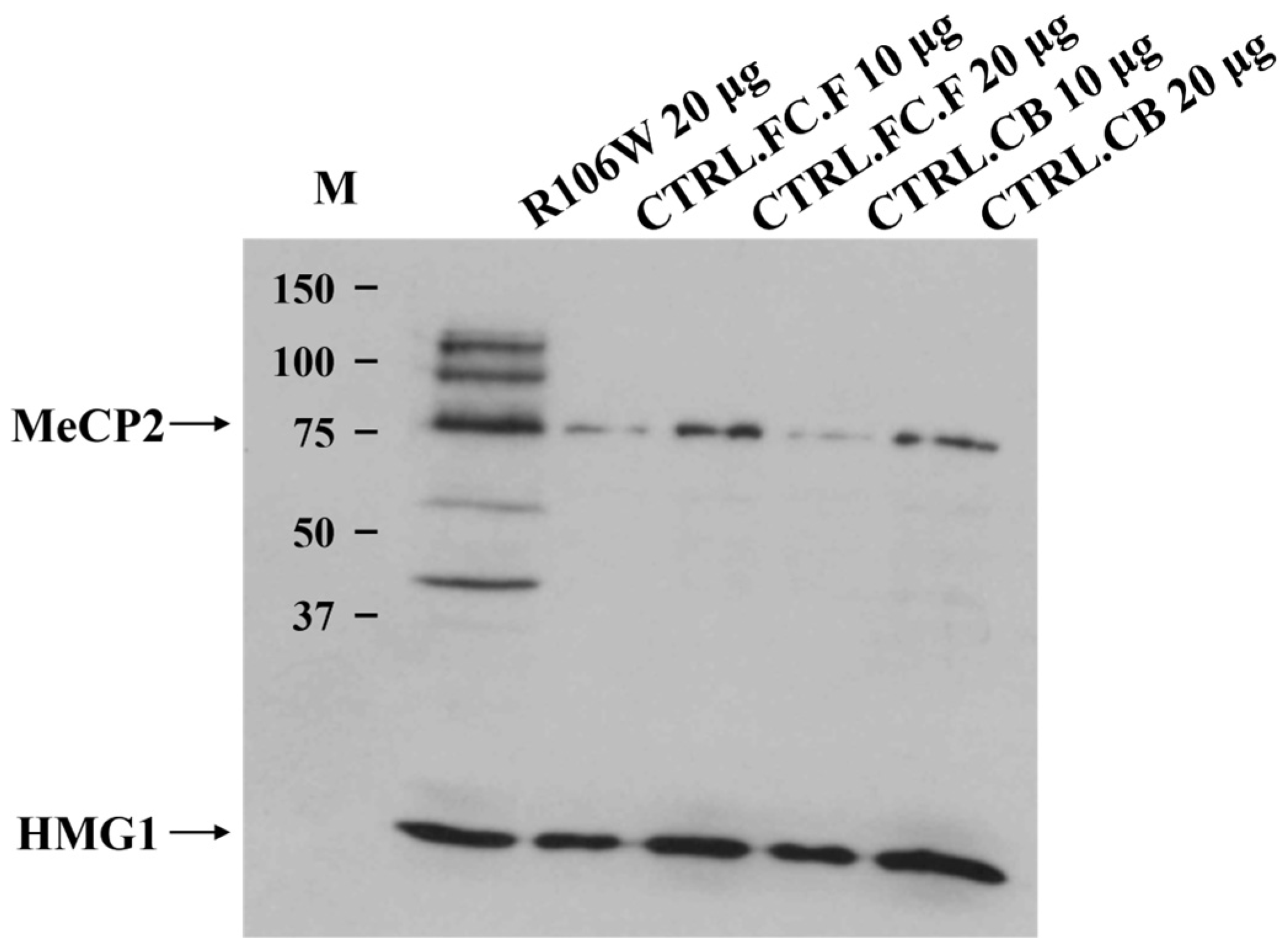 Biomolecules 15 00687 g006