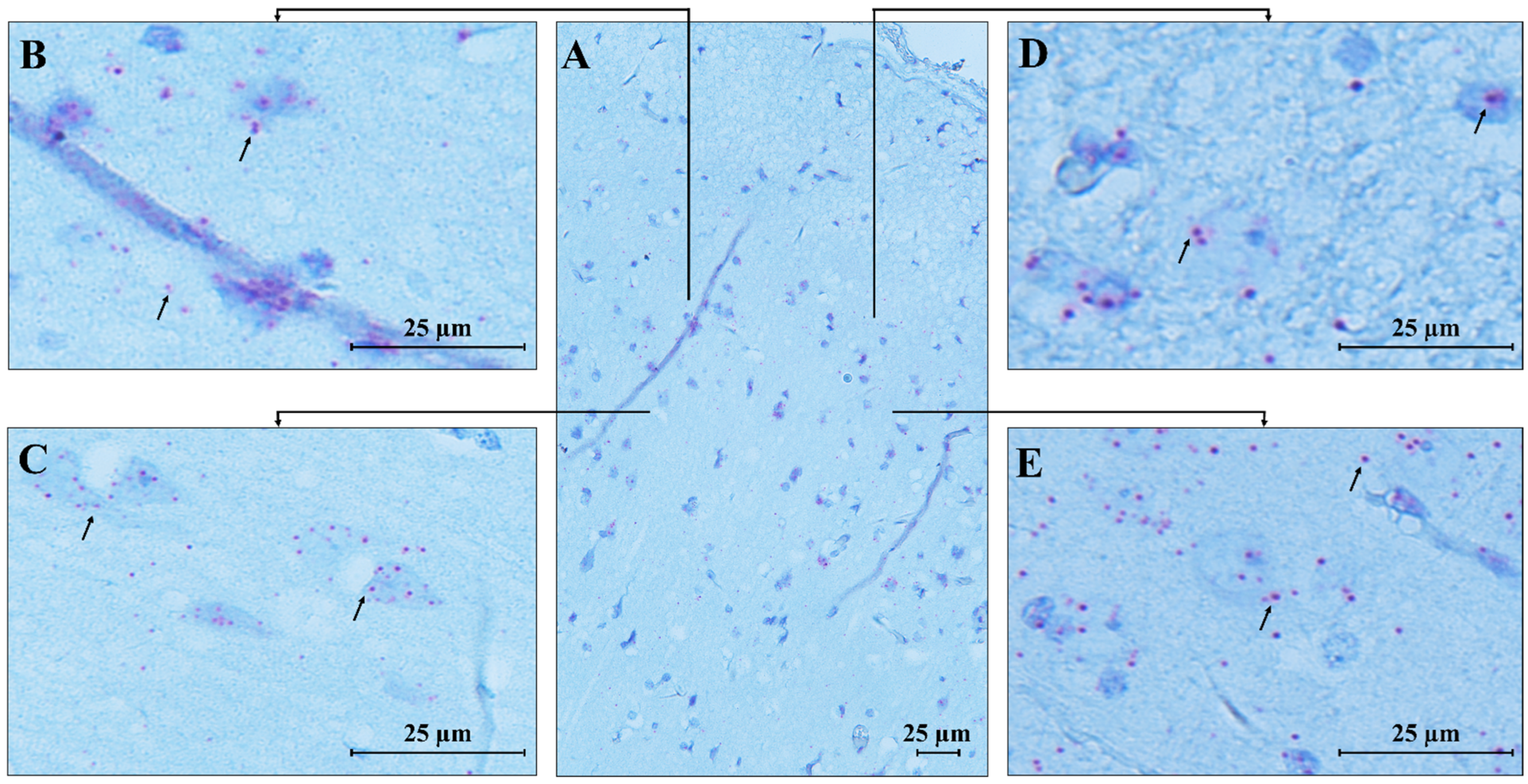 Biomolecules 15 00687 g008