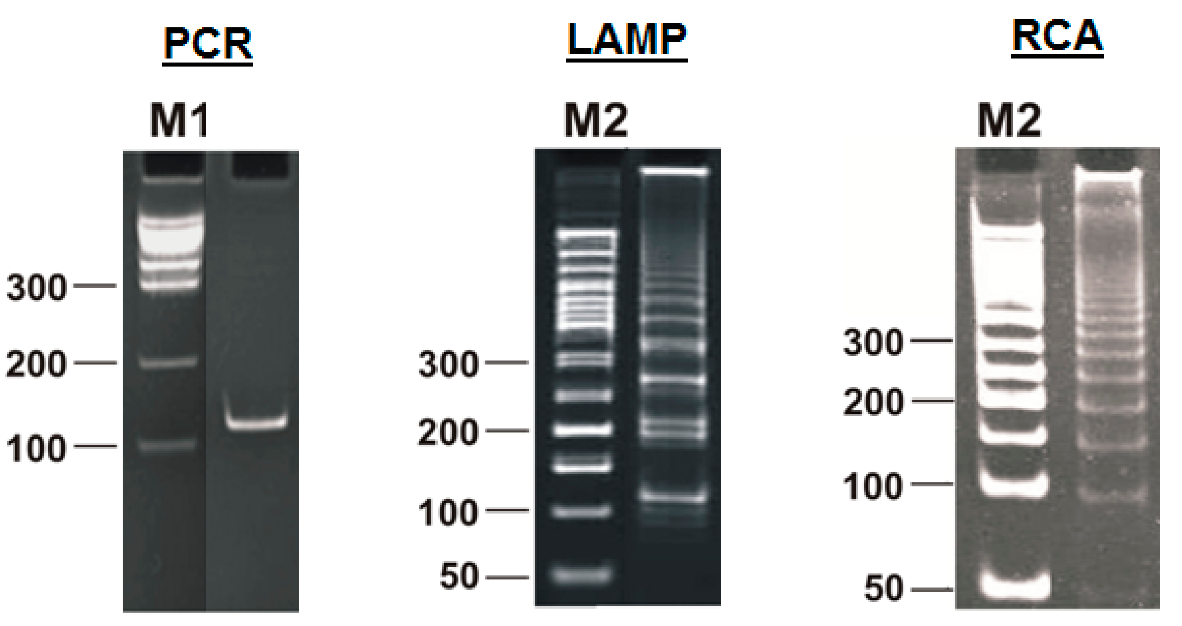 Biomolecules 15 00690 g002