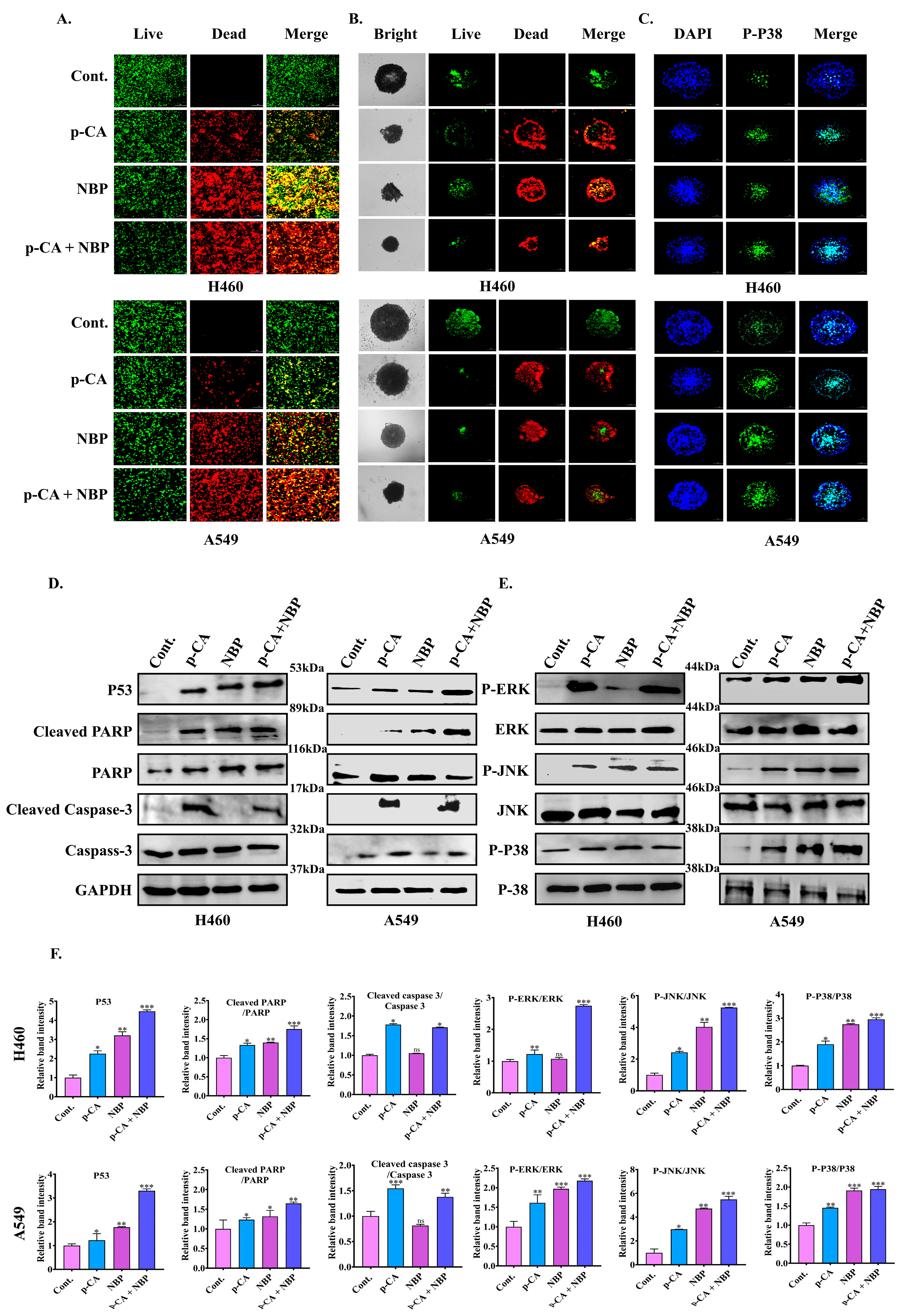 Biomolecules 15 00691 g005 Biomolecules 15 00691 g005