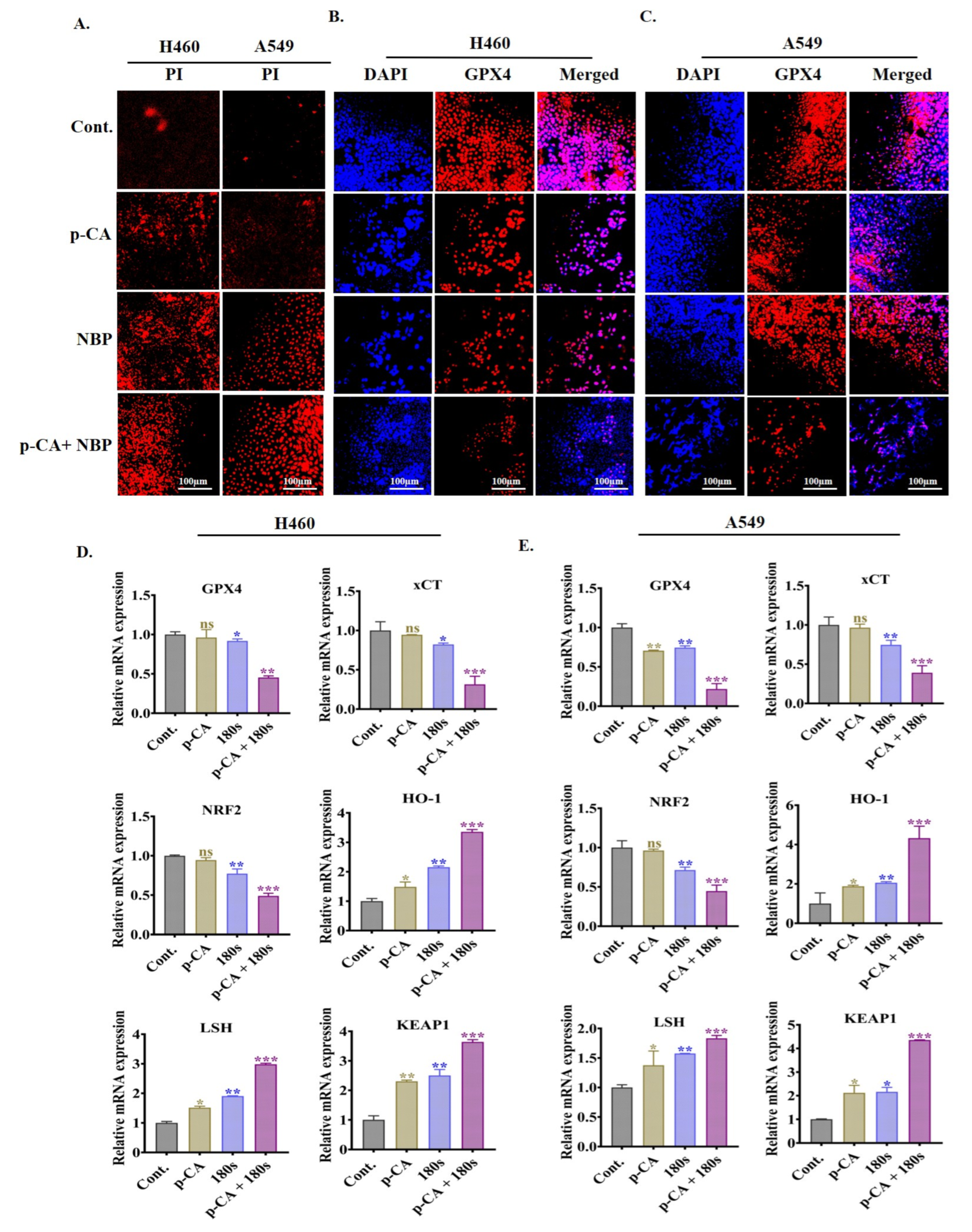 Biomolecules 15 00691 g006 Biomolecules 15 00691 g006