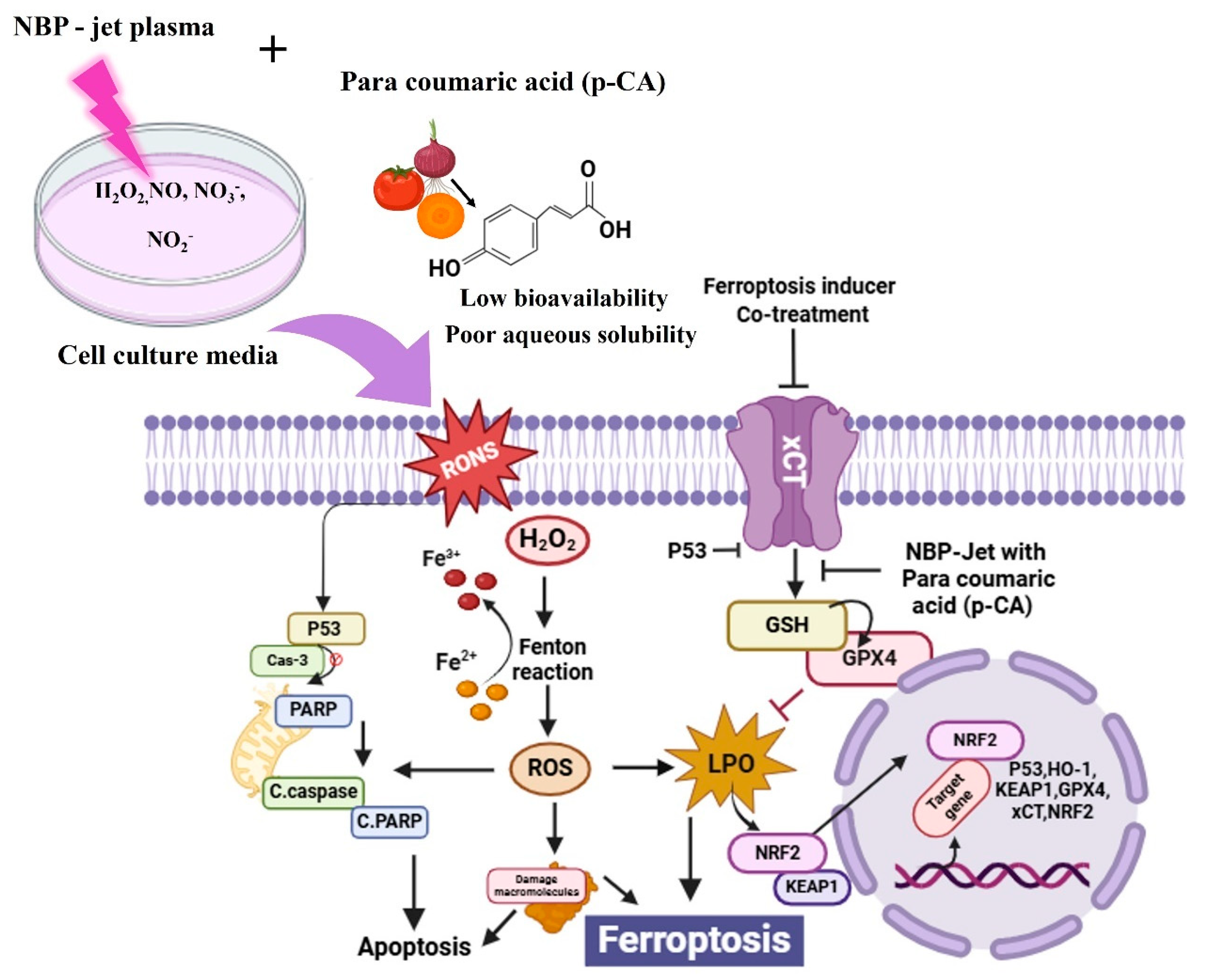 Biomolecules 15 00691 g008 Biomolecules 15 00691 g008