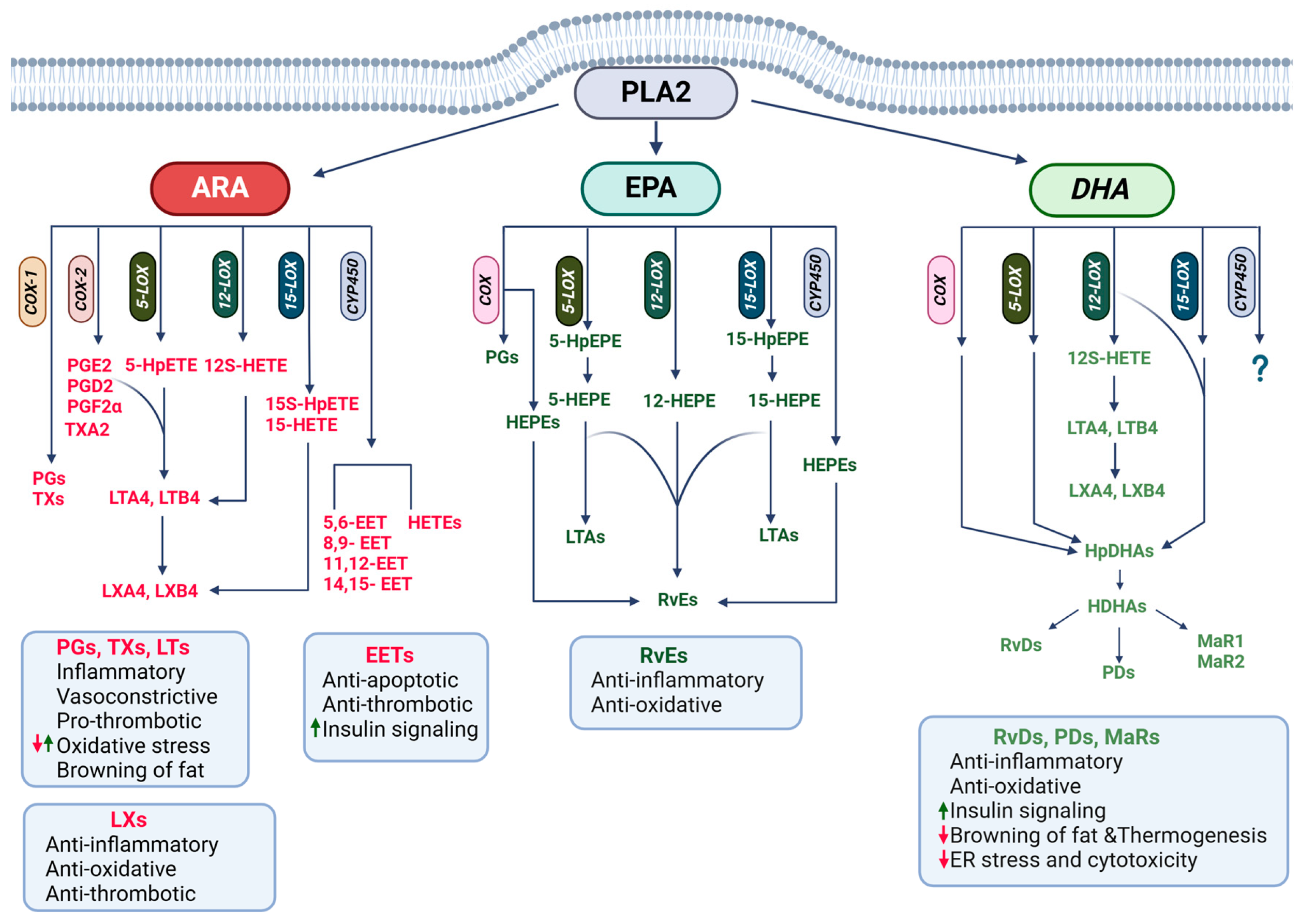 Biomolecules 15 00696 g004