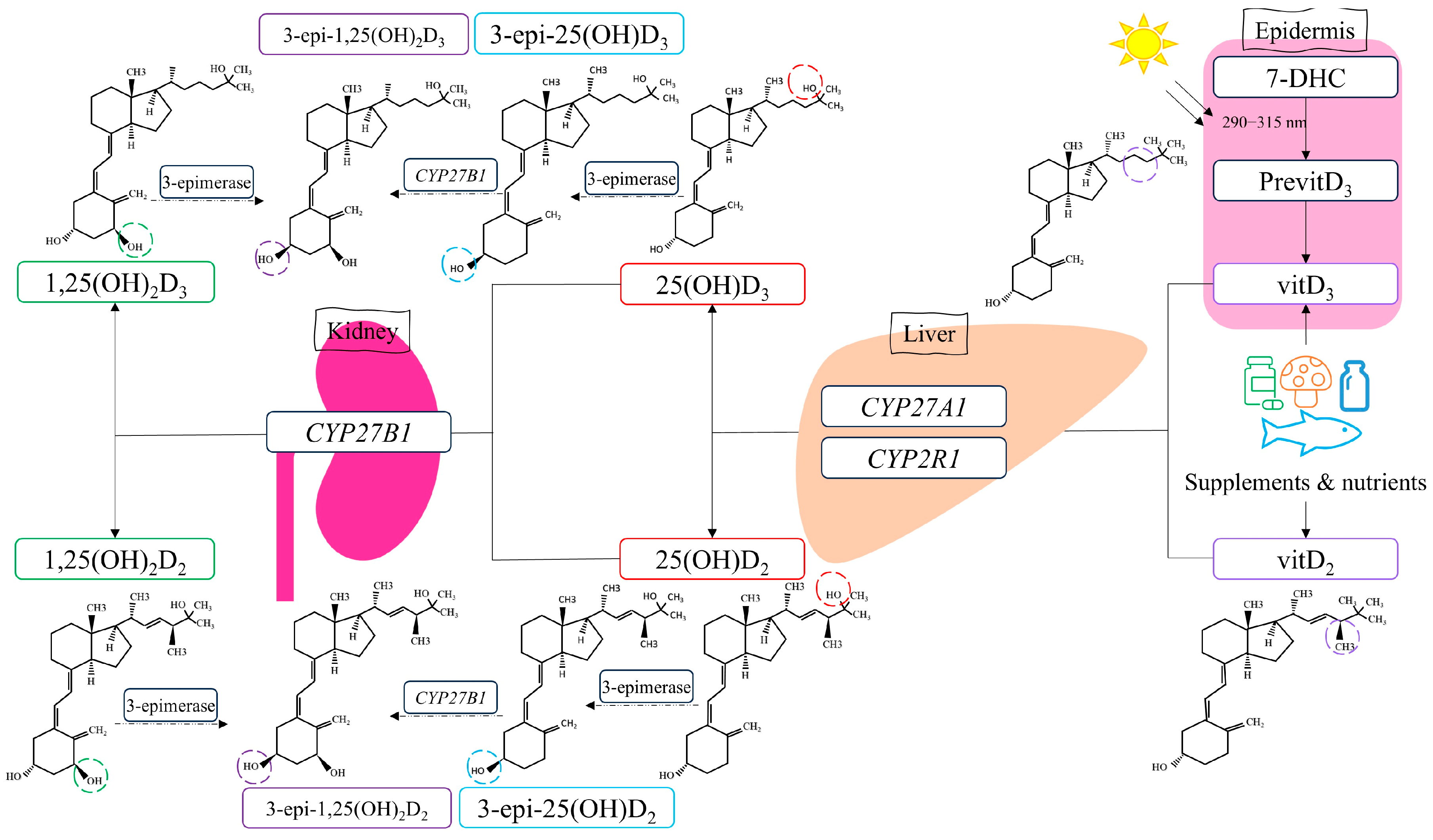 Biomolecules 15 00699 g001