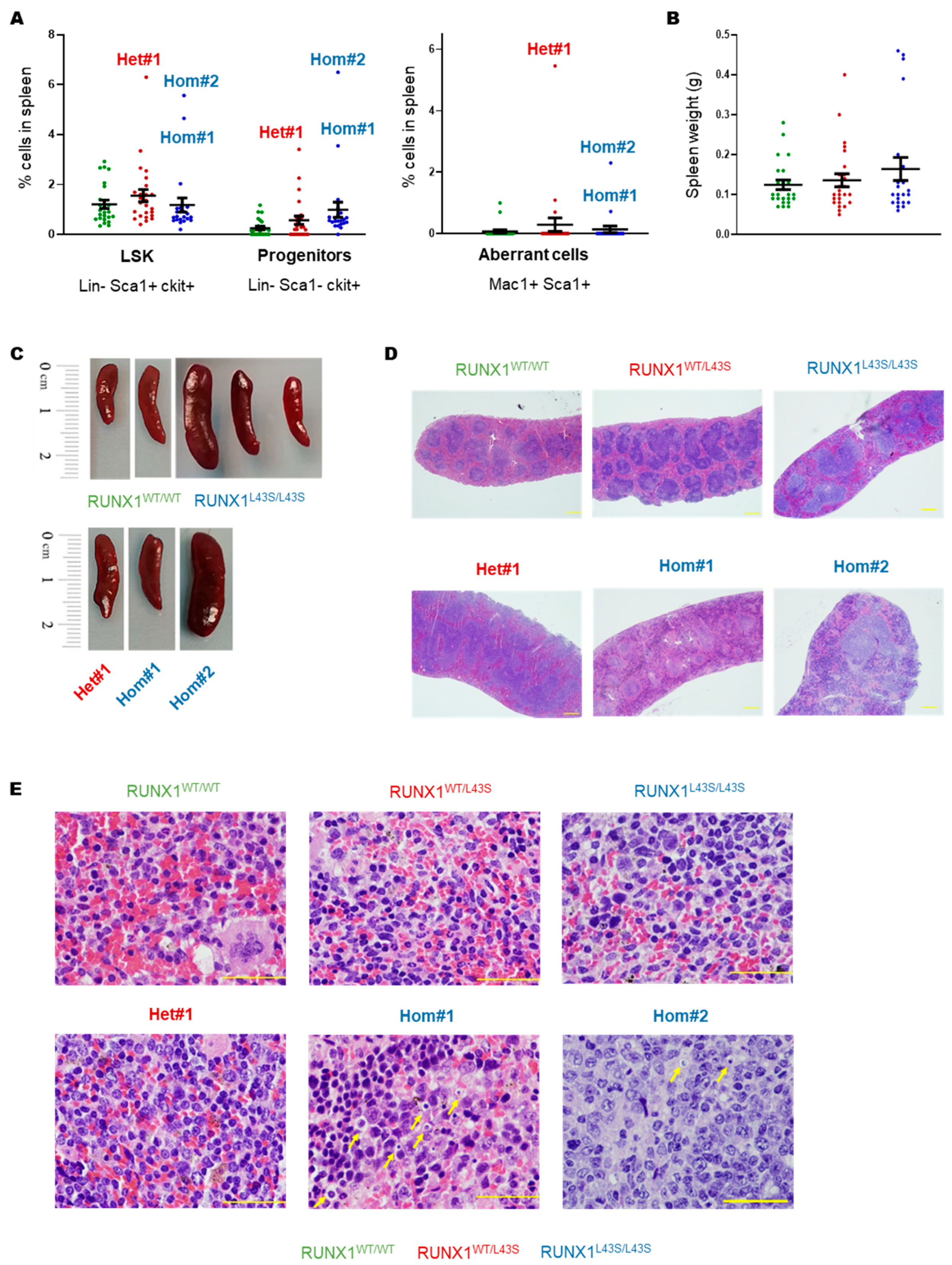 Biomolecules 15 00708 g003