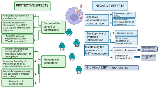 Role of Tumor Necrosis Factor in Tuberculosis