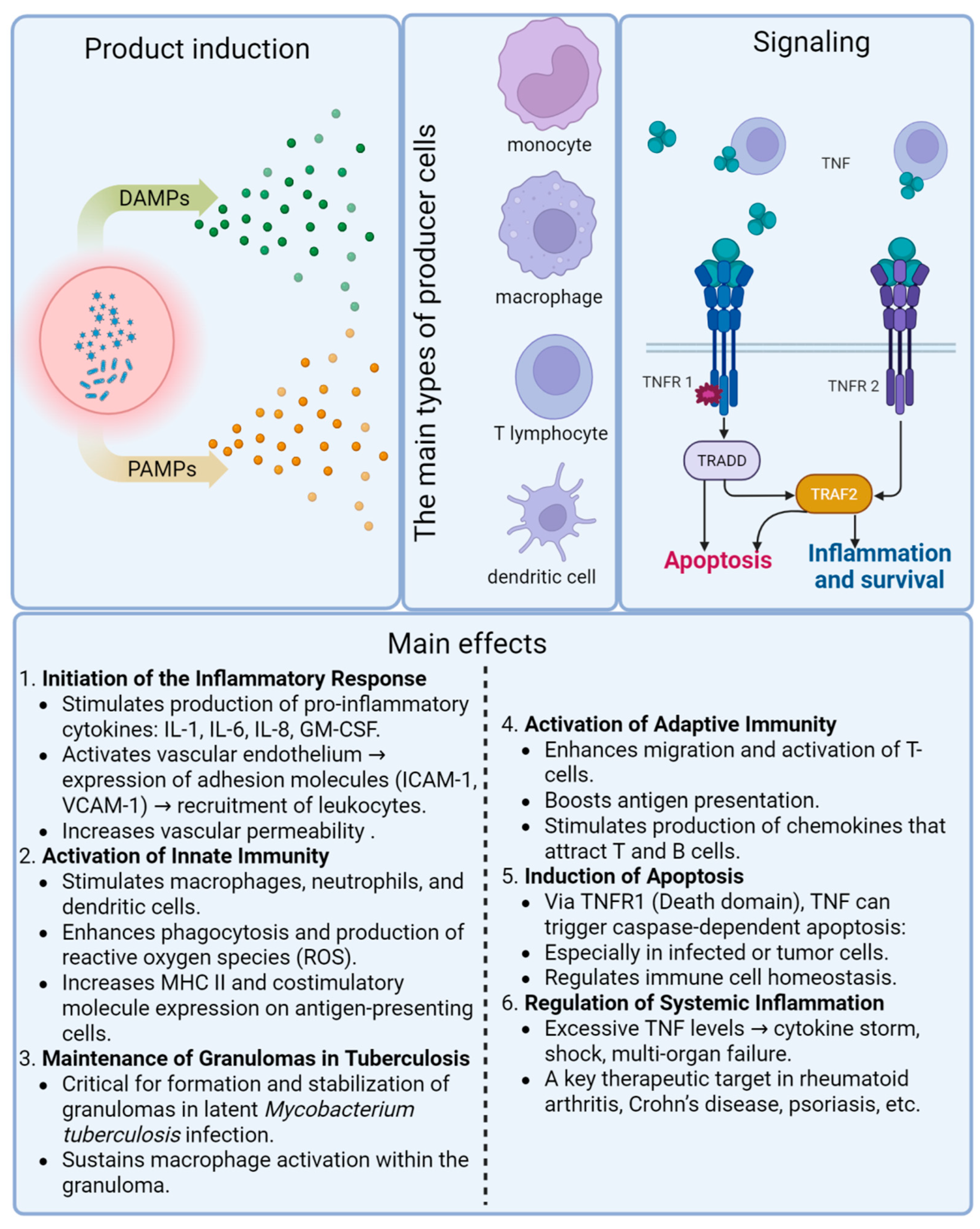 Role of Tumor Necrosis Factor in Tuberculosis