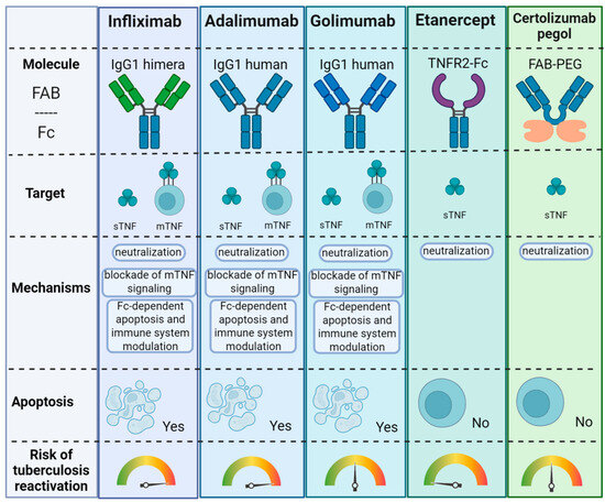Role of Tumor Necrosis Factor in Tuberculosis