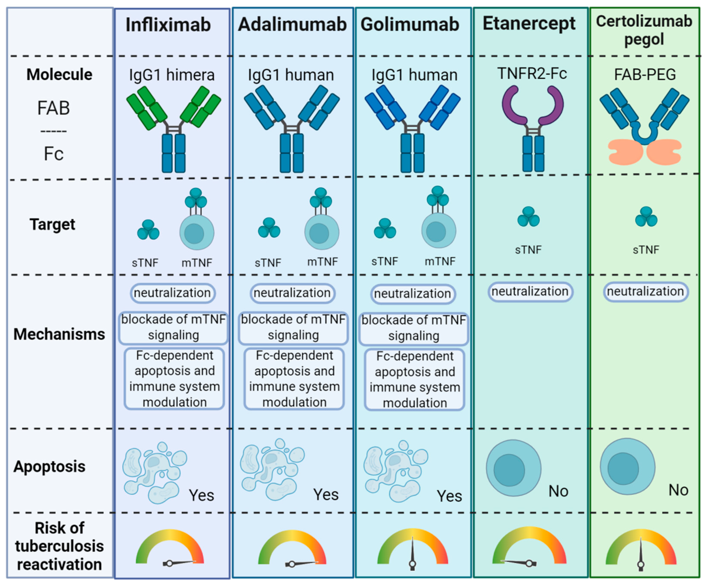 Role of Tumor Necrosis Factor in Tuberculosis