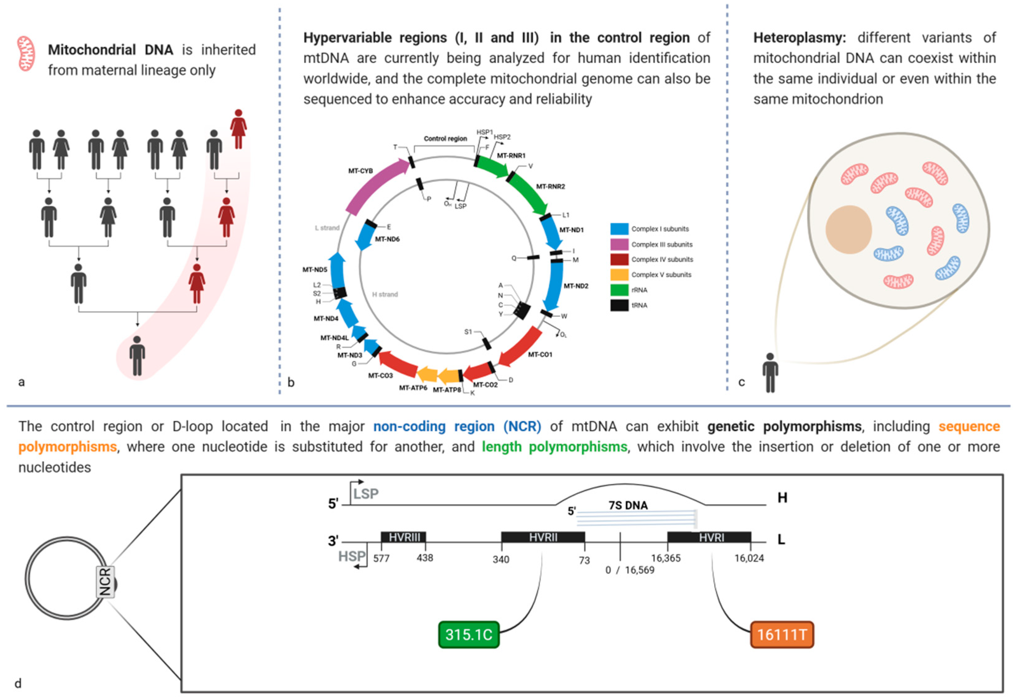 Biomolecules 15 00713 g004
