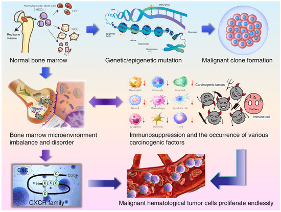 CXCR Family and Hematologic Malignancies in the Bone Marrow