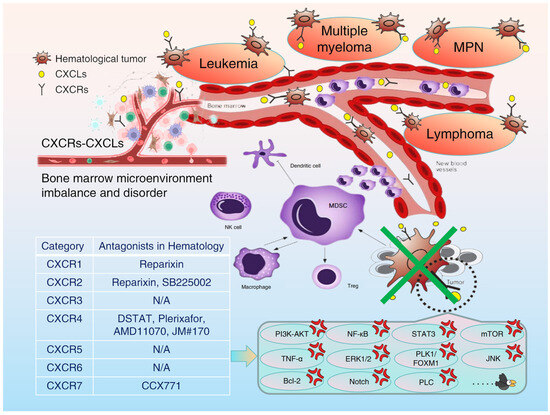 CXCR Family and Hematologic Malignancies in the Bone Marrow