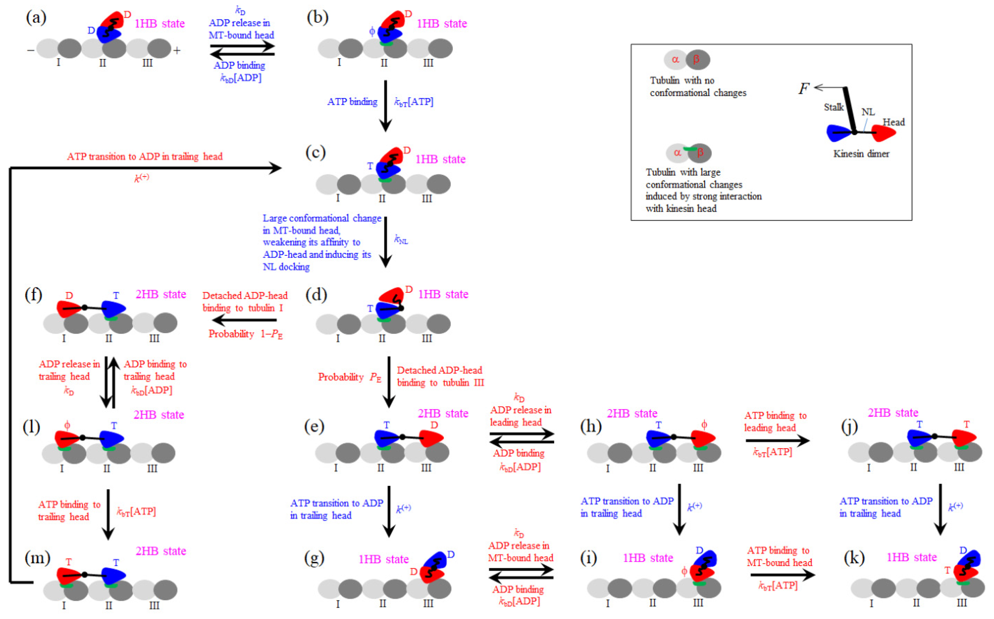 Biomolecules 15 00717 g001 Biomolecules 15 00717 g001
