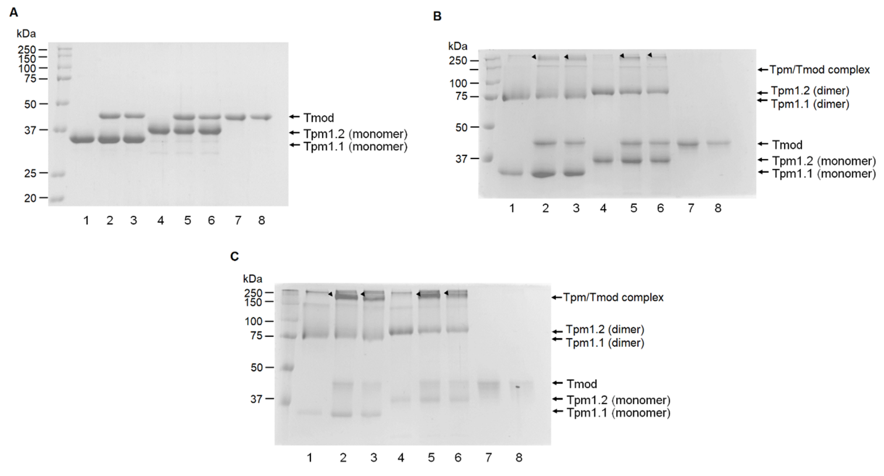 Biomolecules 15 00727 g009