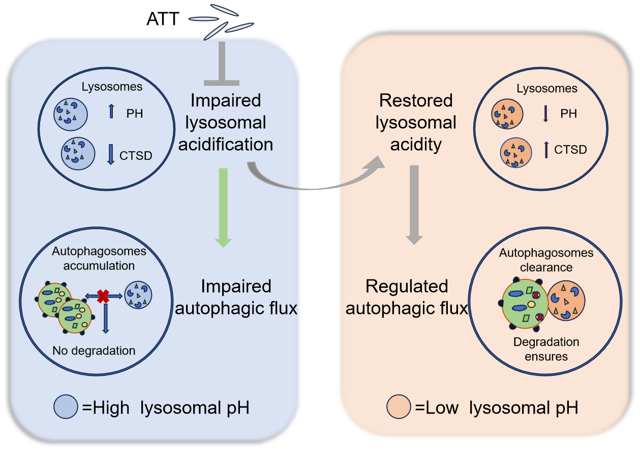 Biomolecules 15 00728 g008