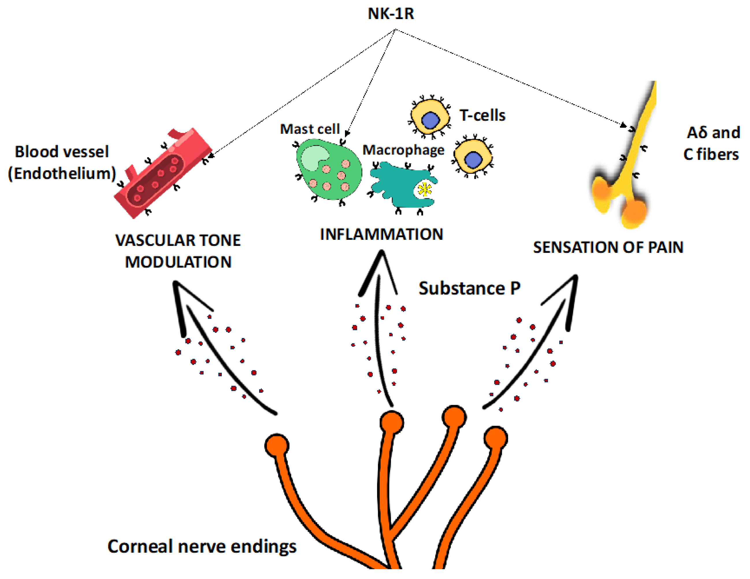 Biomolecules 15 00729 g001