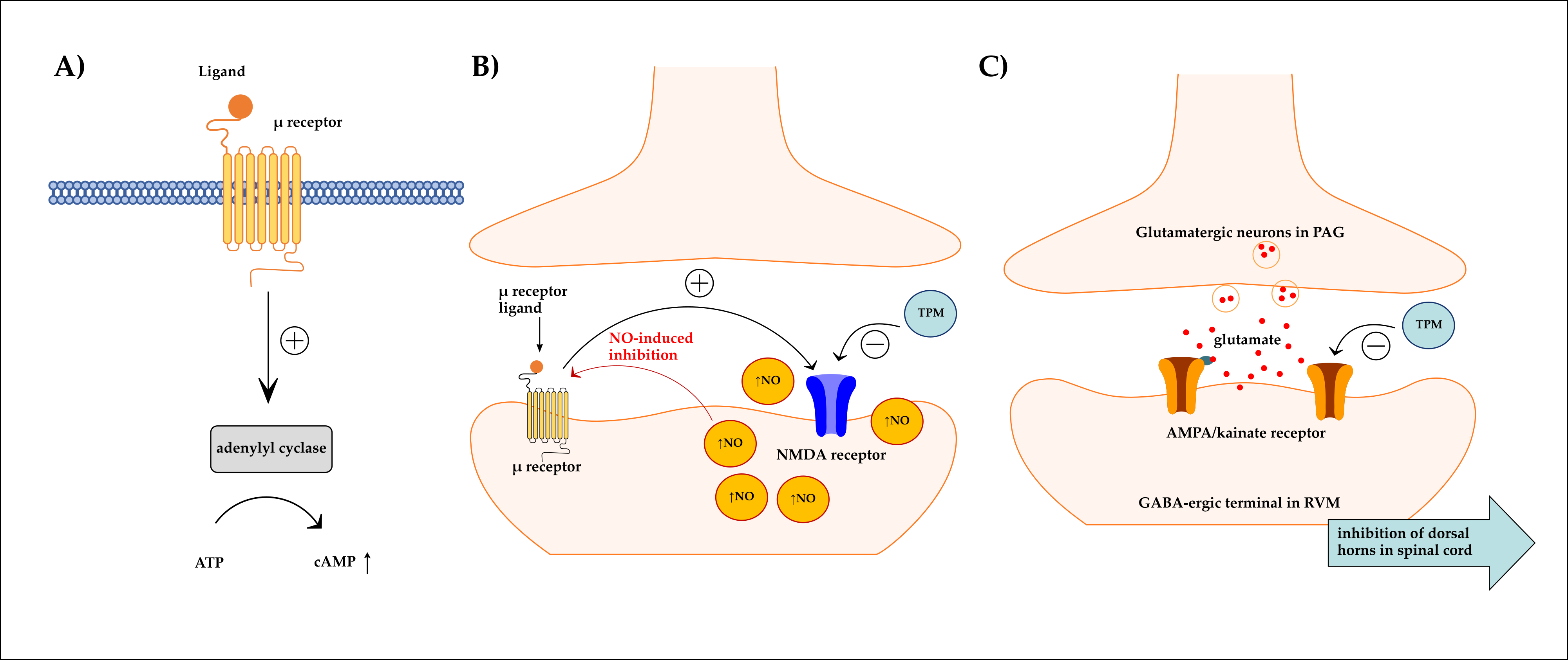 Biomolecules 15 00730 g007