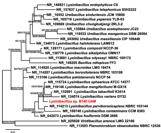 Silver Nanoparticles (AgNPs) from Lysinibacillus sp. Culture
