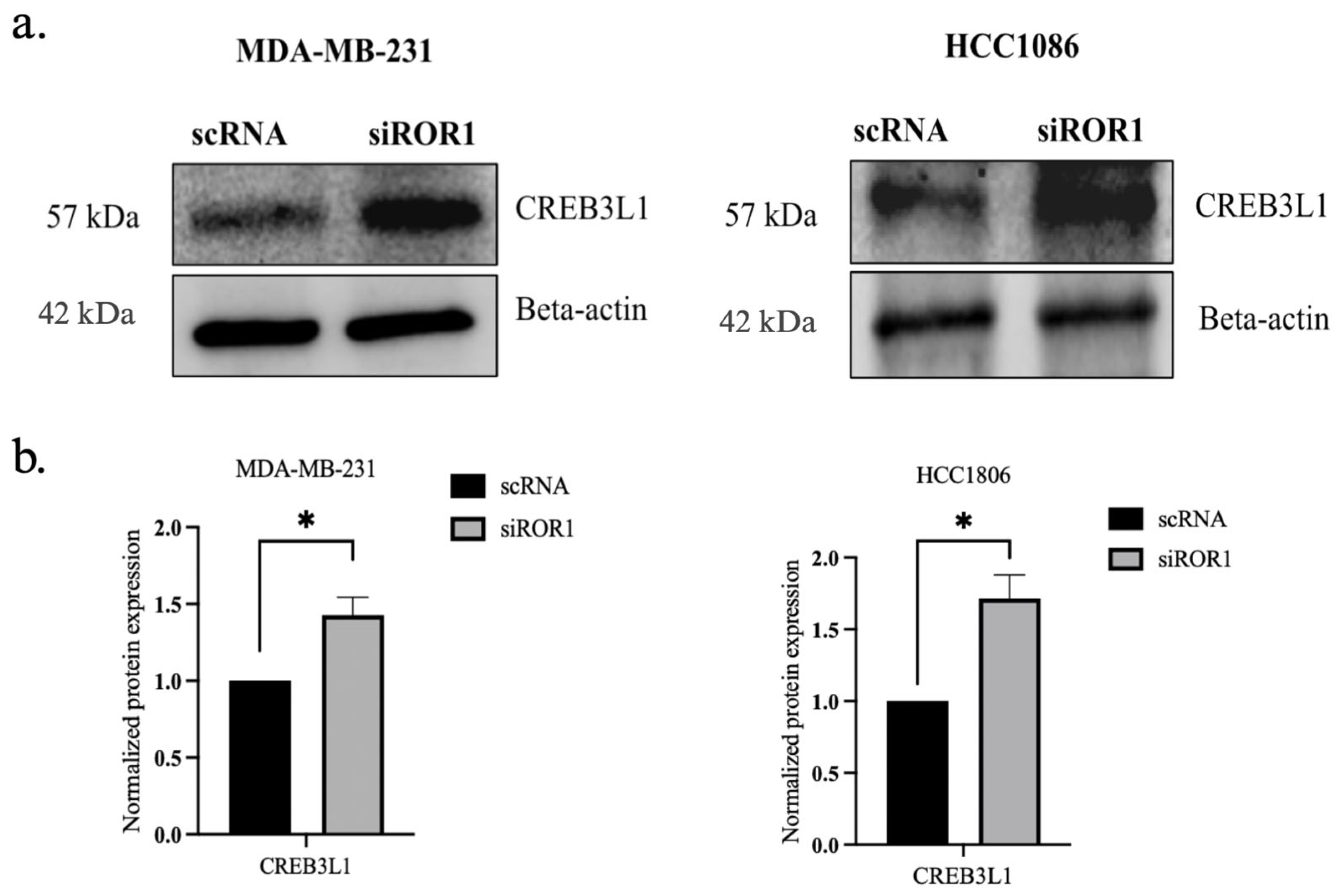 Biomolecules 15 00734 g004a