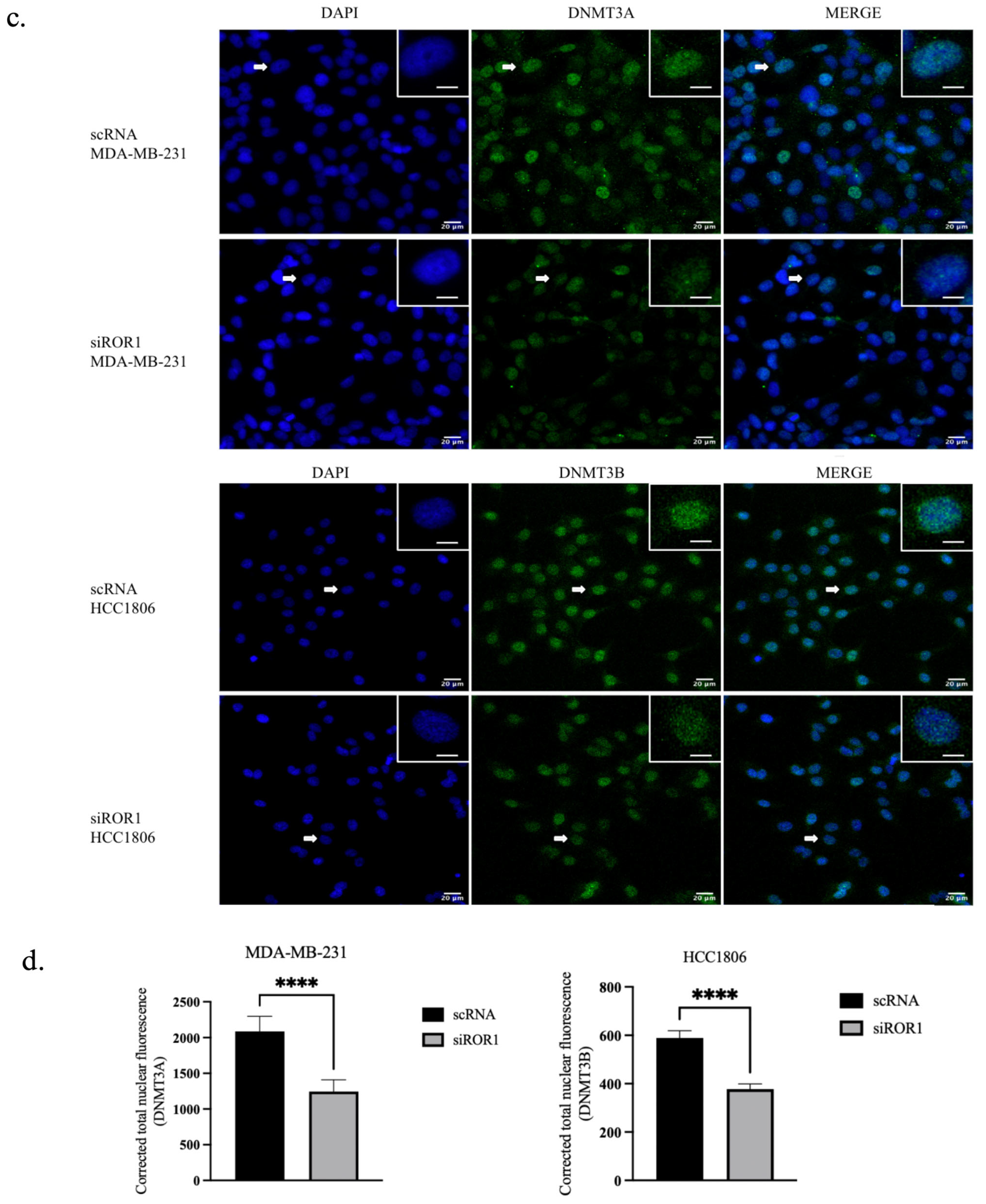 Biomolecules 15 00734 g004b