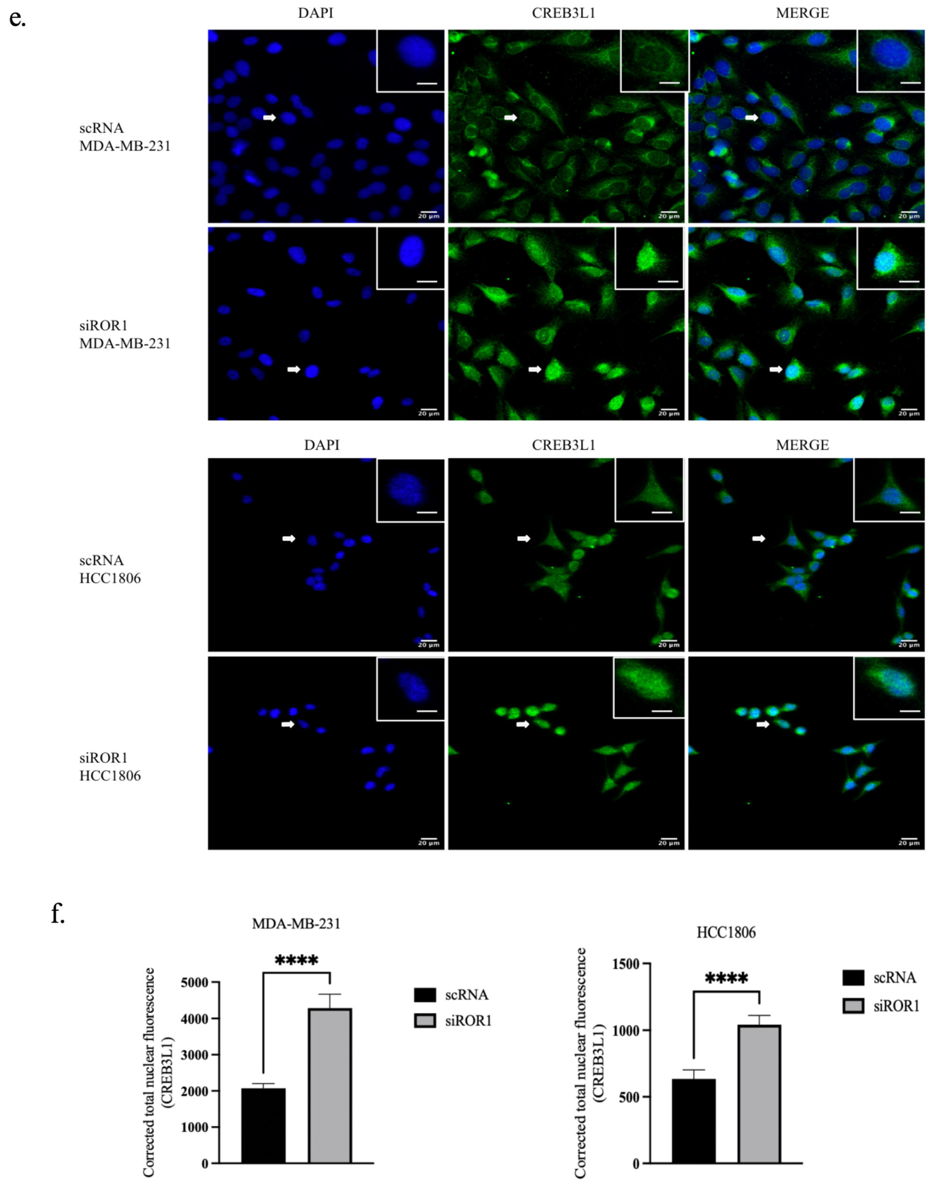 Biomolecules 15 00734 g004c